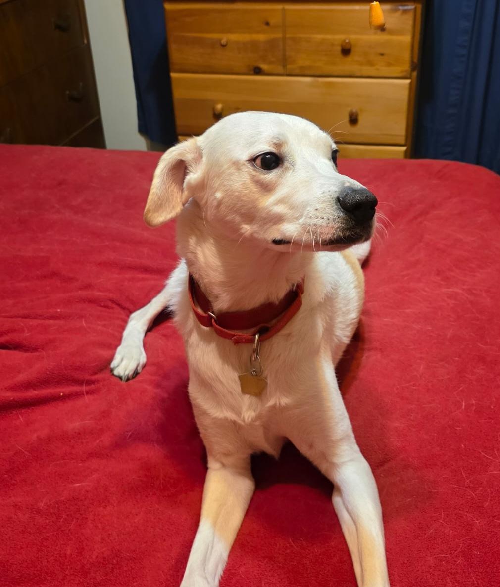 Laci, a ADOPTABLE mixed breed in Leavenworth, KS image 1/6