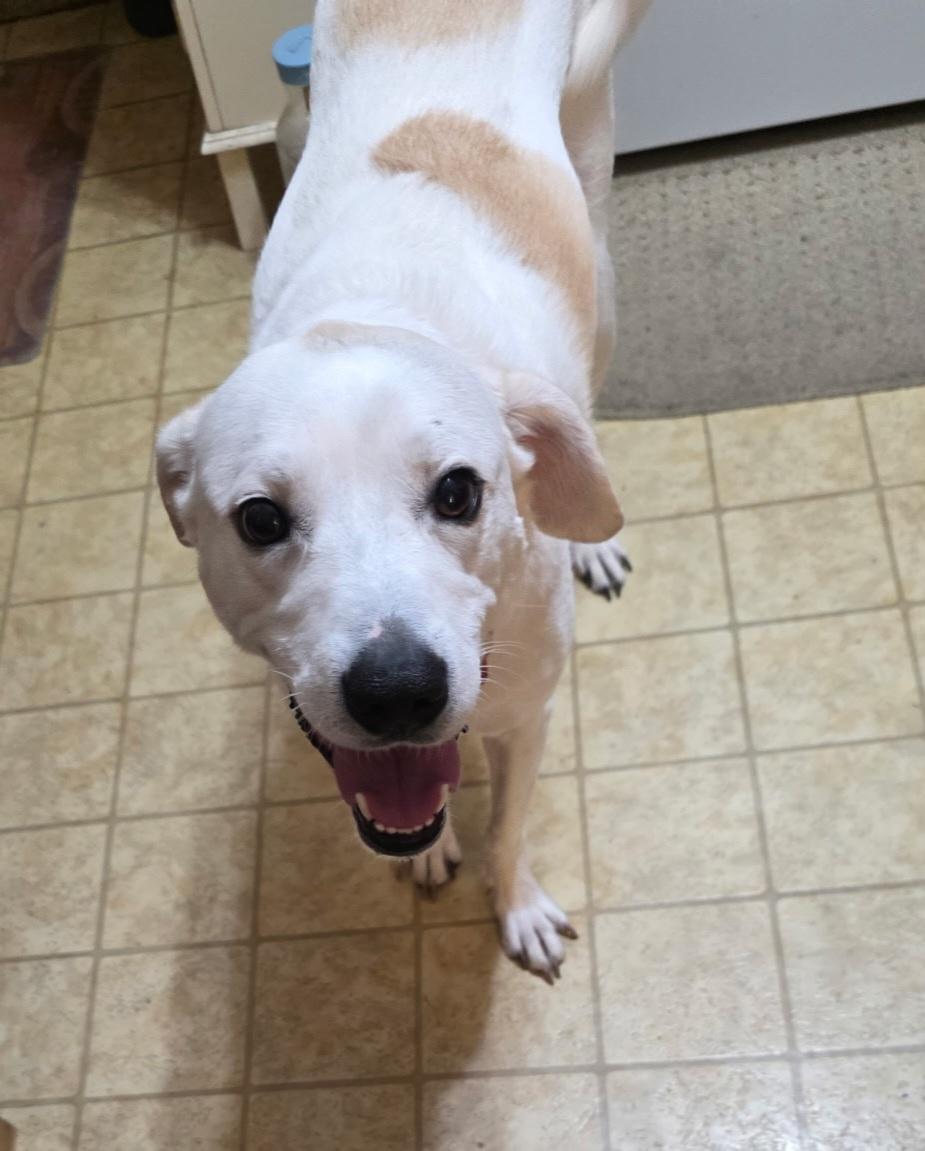 Laci, a ADOPTABLE mixed breed in Leavenworth, KS image 3/6