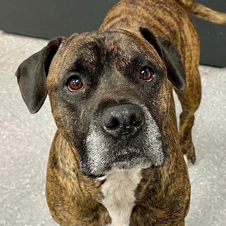 Jessie, Adoptable, Adult Male Boxer.