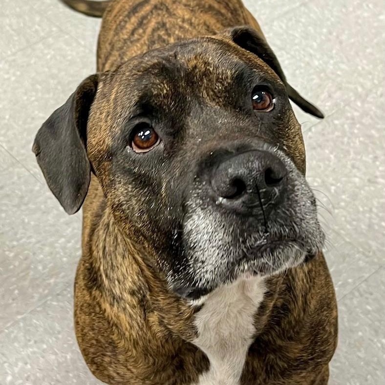 Enlarge Jessie, a Adoptable mixed breed in Edinburg, VA image 3/3