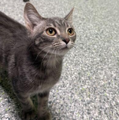 Enlarge Jane, an adopted Domestic Short Hair in Jackson, MI image 5/6