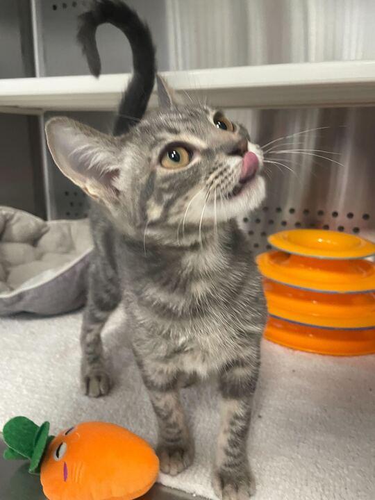 Enlarge Jane, an adopted Domestic Short Hair in Jackson, MI image 3/6