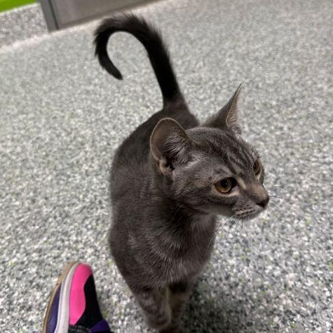 Enlarge Jane, an adopted Domestic Short Hair in Jackson, MI image 6/6