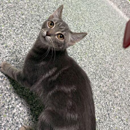 Enlarge Jane, an adopted Domestic Short Hair in Jackson, MI image 4/6