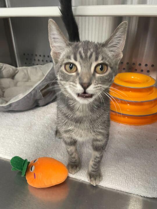 Enlarge Jane, an adopted Domestic Short Hair in Jackson, MI image 2/6