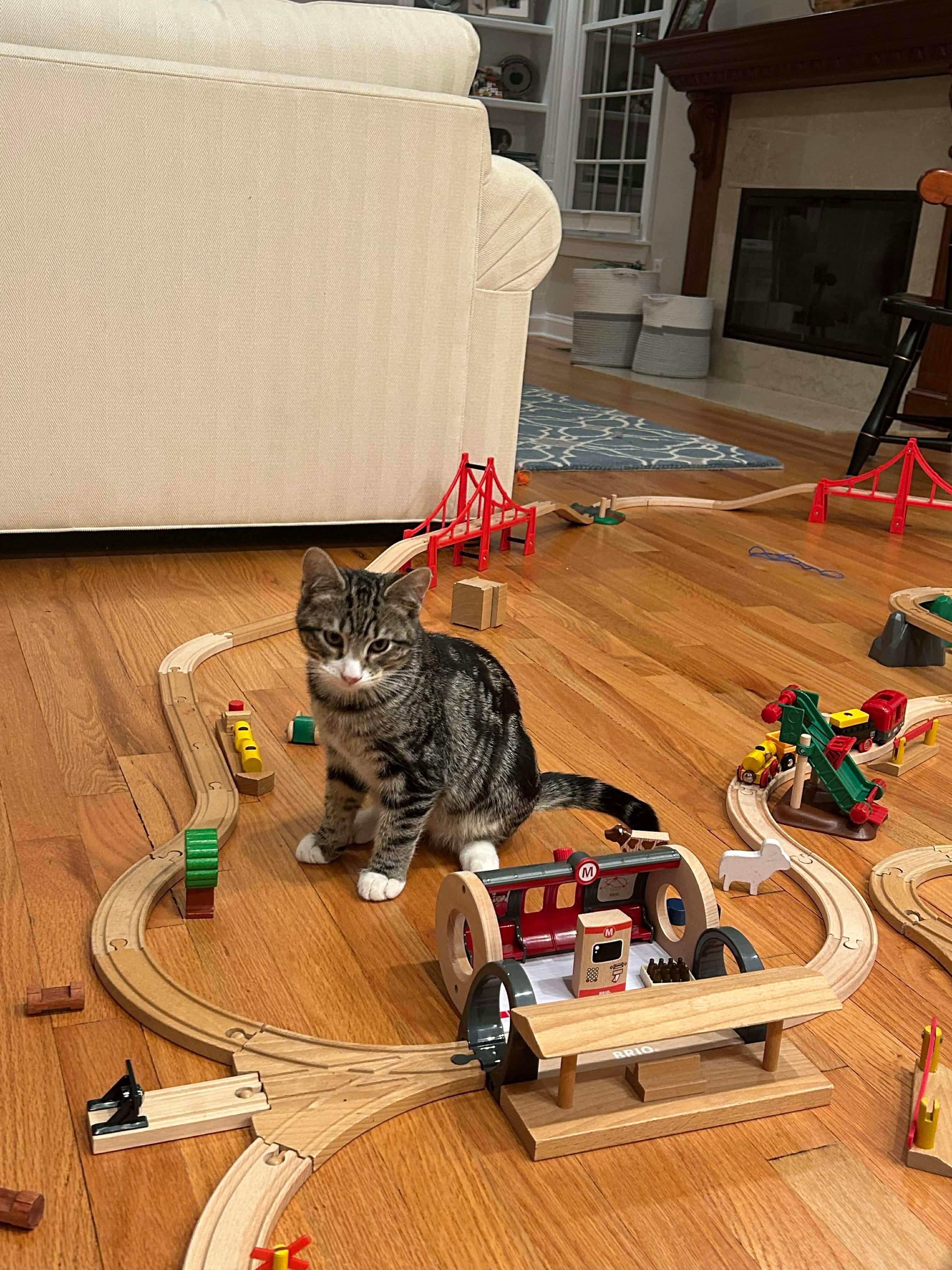 Enlarge Gabby & Boots, an adopted mixed breed in East Orange, NJ image 5/6