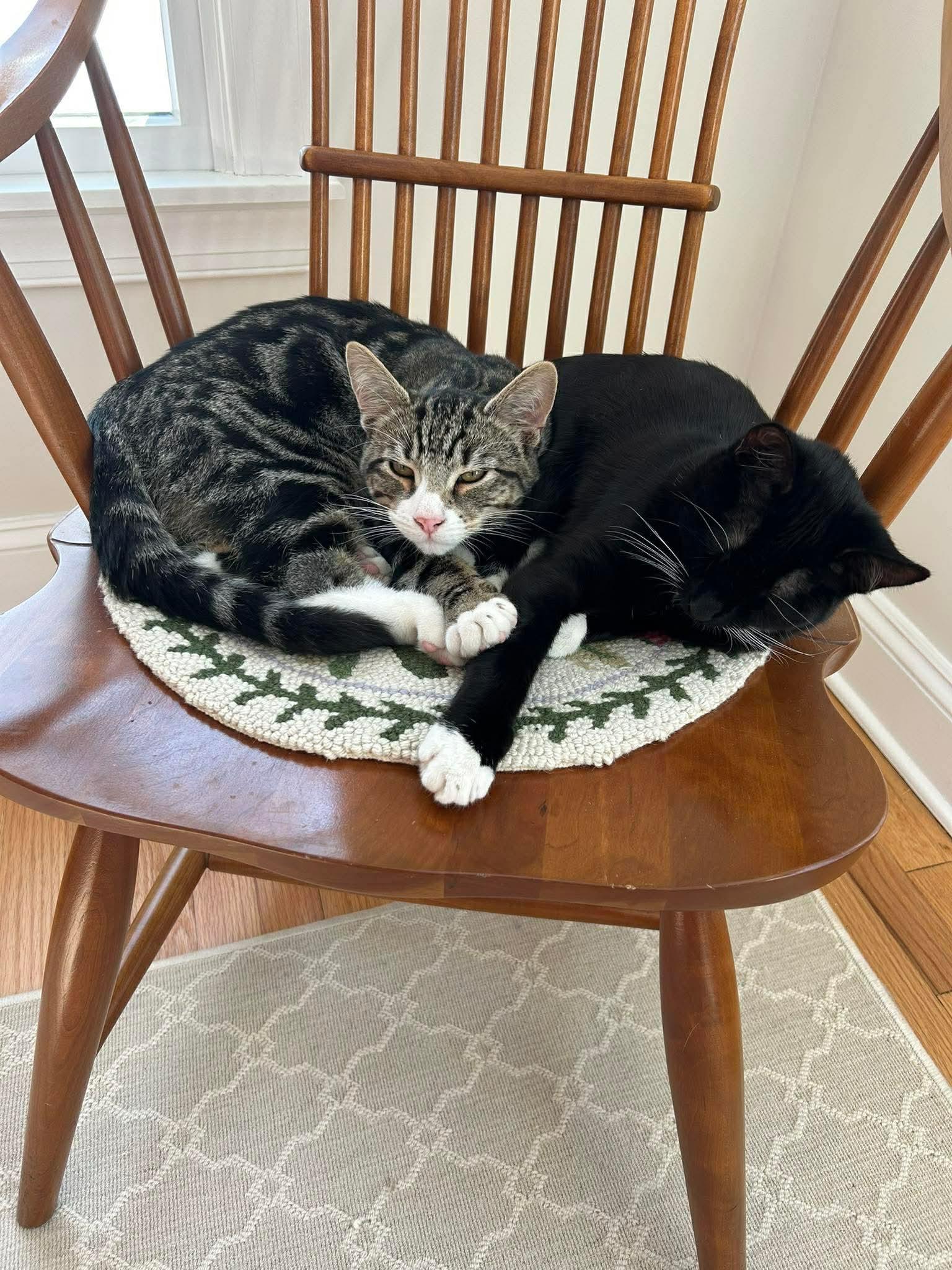 Gabby & Boots, adopted, Kitten Female American Shorthair.