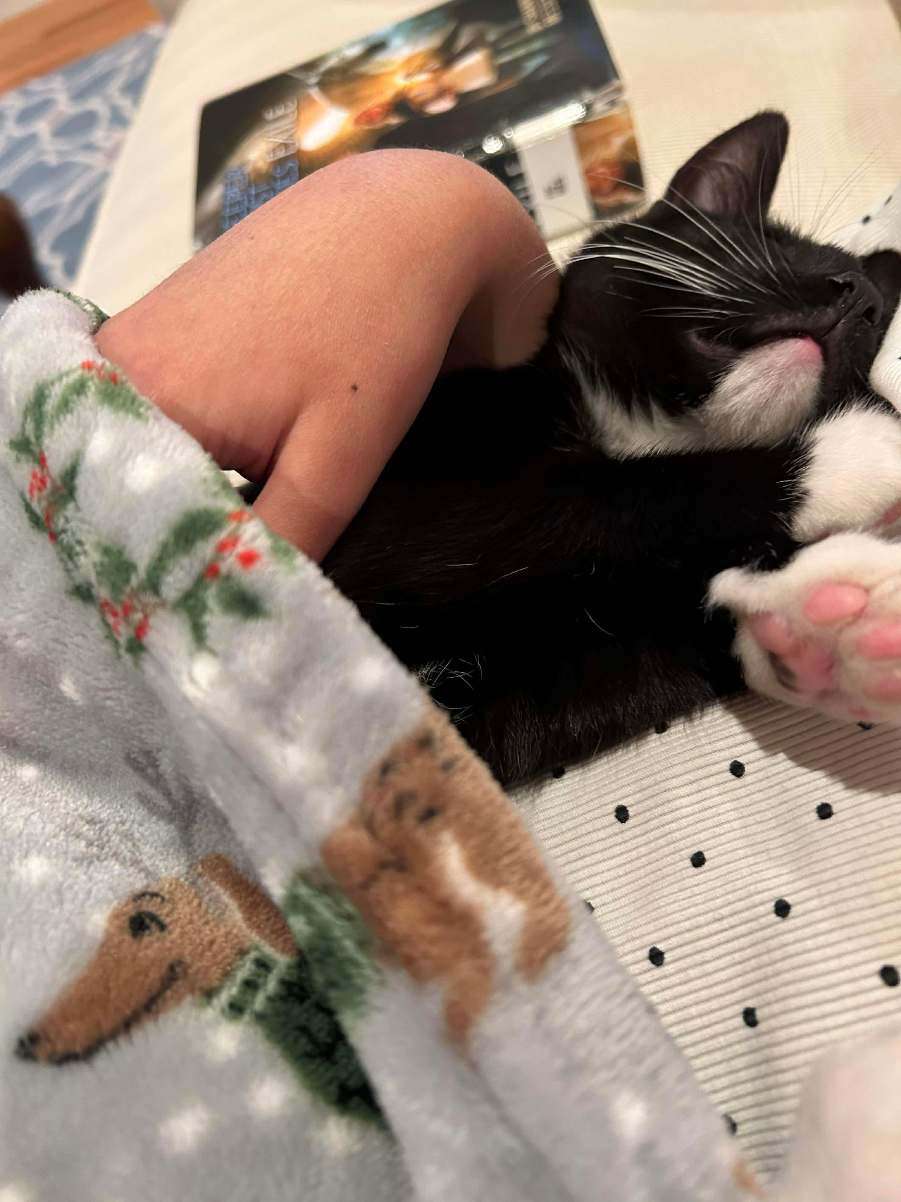 Enlarge Gabby & Boots, an adopted mixed breed in East Orange, NJ image 4/6