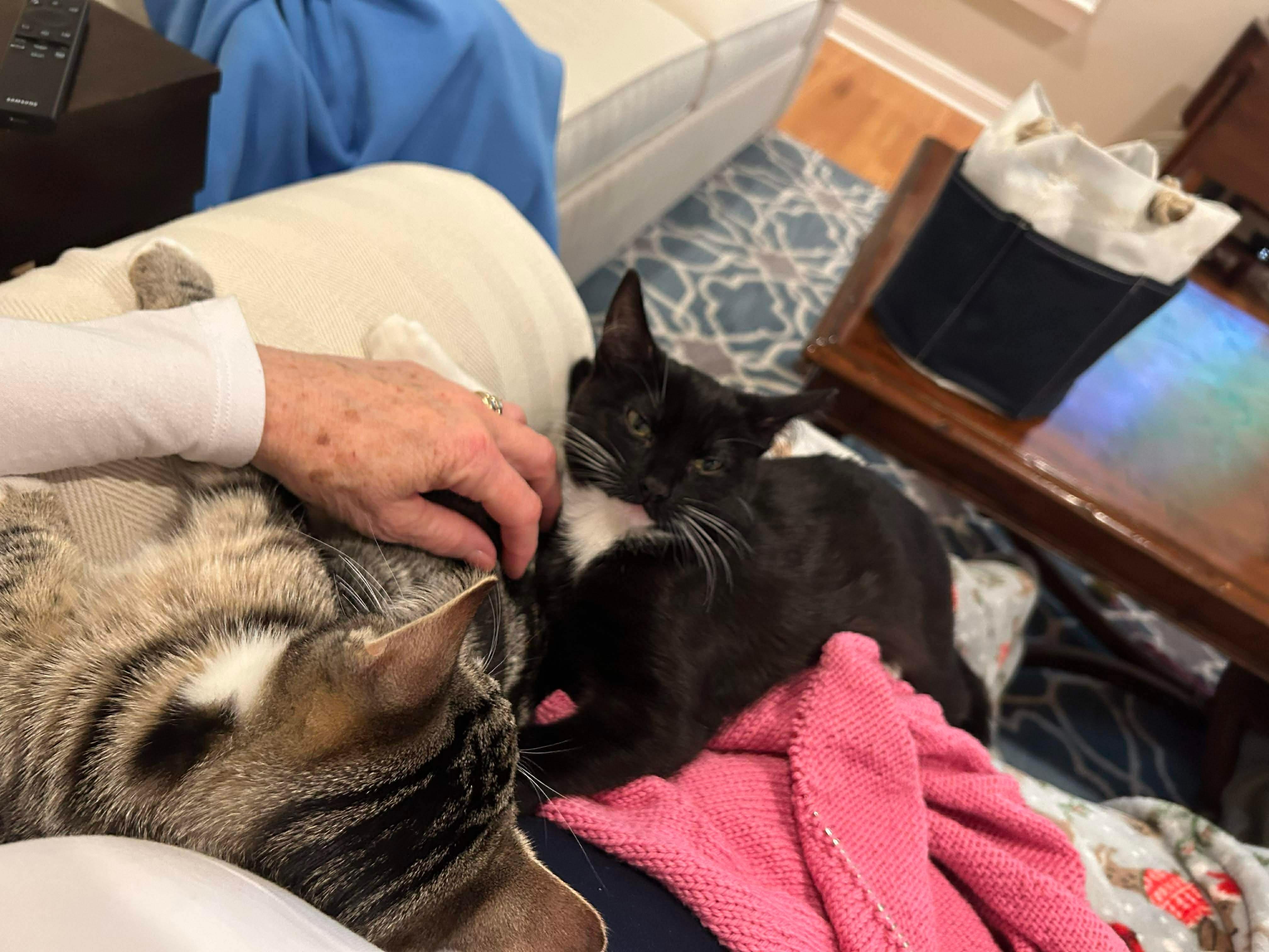 Enlarge Gabby & Boots, an adopted mixed breed in East Orange, NJ image 6/6