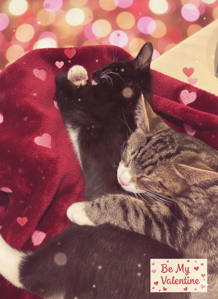 Enlarge Gabby & Boots, an adopted mixed breed in East Orange, NJ image 2/6