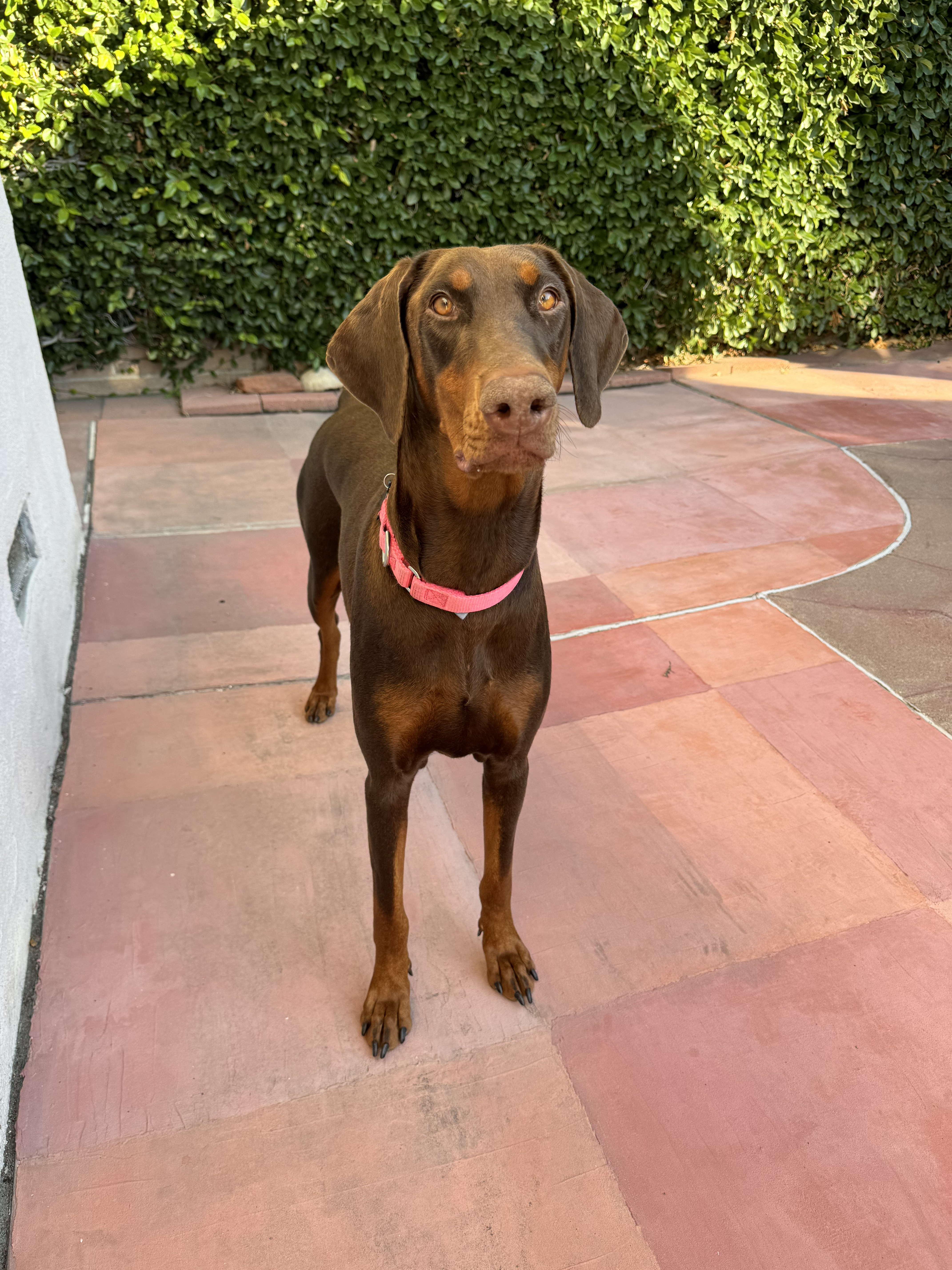 Enlarge Lala, a Adopted Doberman Pinscher in Los Angeles, CA image 1/5