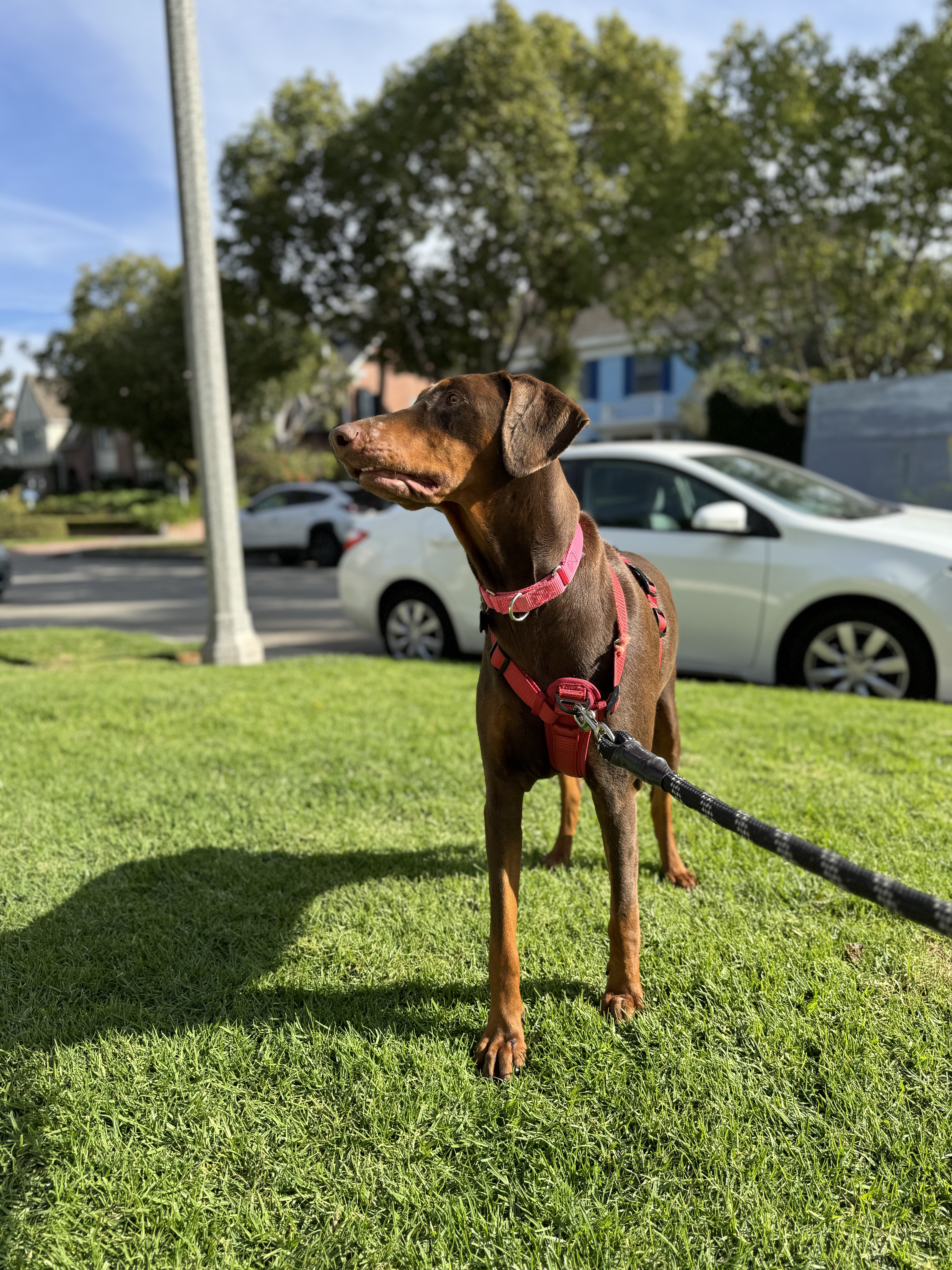 Enlarge Lala, a Adopted Doberman Pinscher in Los Angeles, CA image 2/5