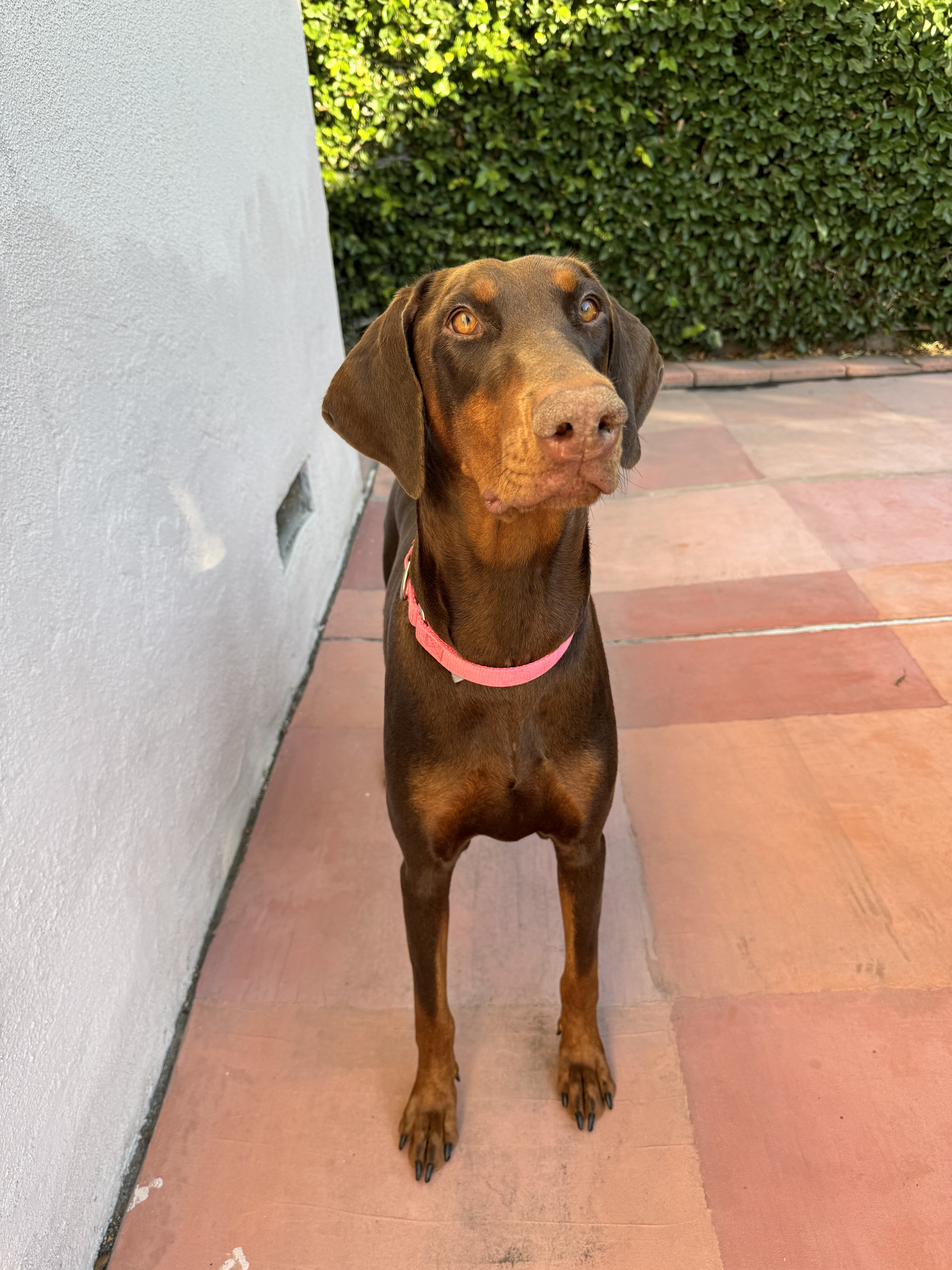 Enlarge Lala, a Adopted Doberman Pinscher in Los Angeles, CA image 3/5