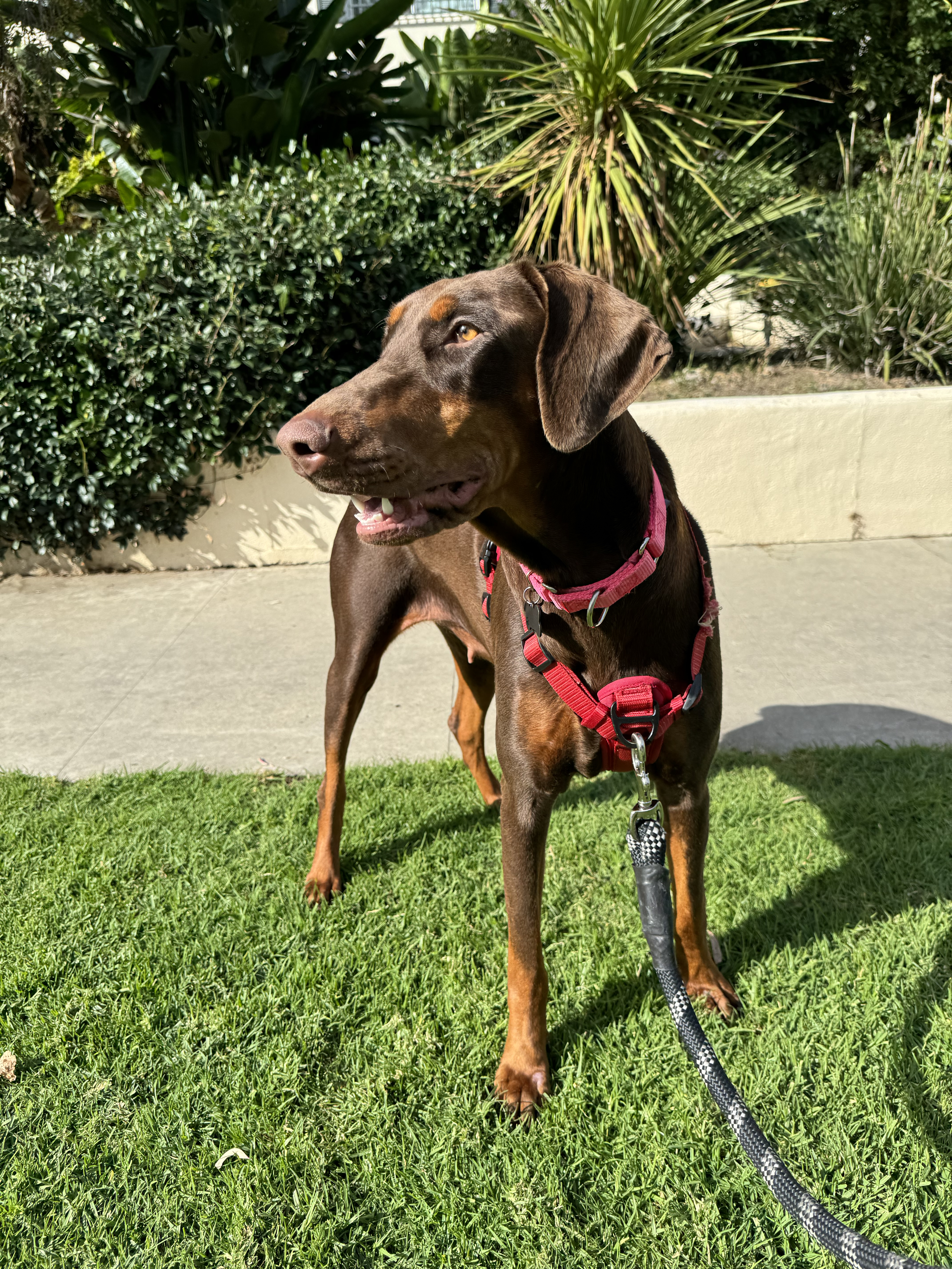 Enlarge Lala, a Adopted Doberman Pinscher in Los Angeles, CA image 4/5