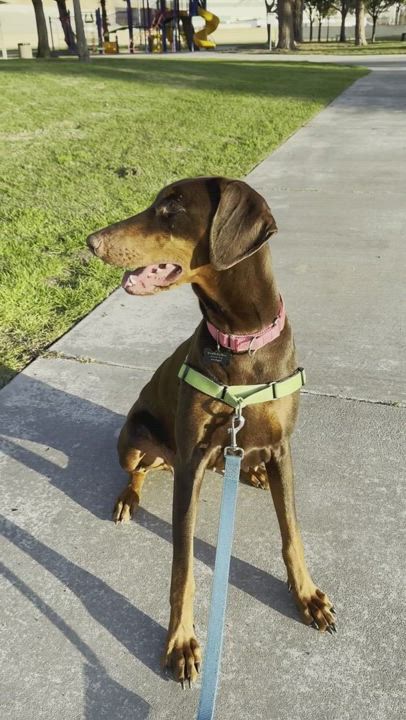 Enlarge Lala, a Adopted Doberman Pinscher in Los Angeles, CA video 5/5