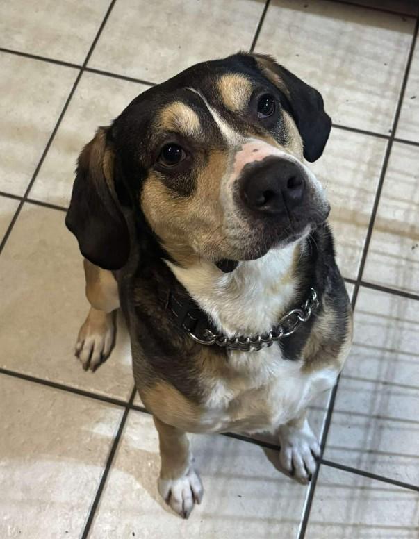 Enlarge DAMON, a Adoptable Australian Shepherd in Coudersport, PA image 1/2