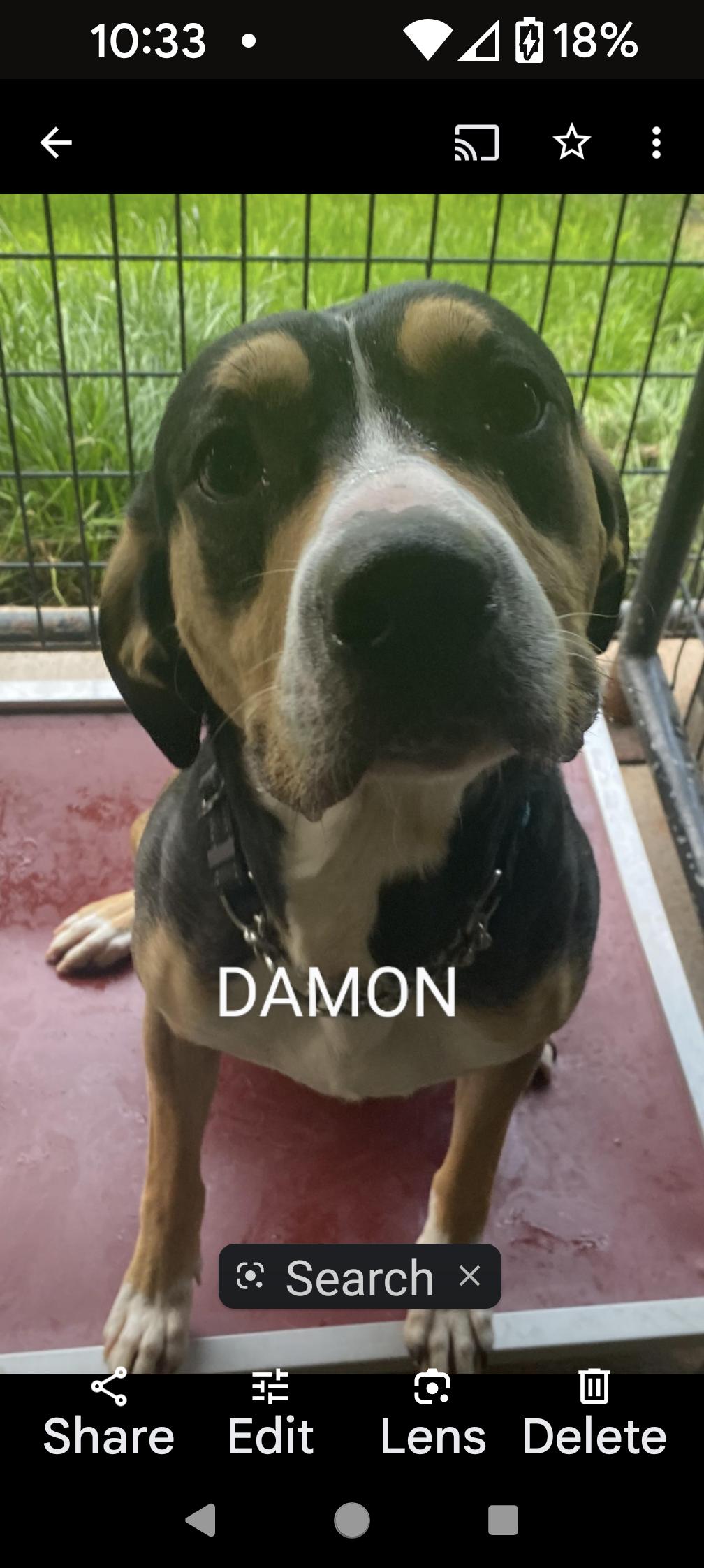 Enlarge DAMON, a Adoptable Australian Shepherd in Coudersport, PA image 1/1