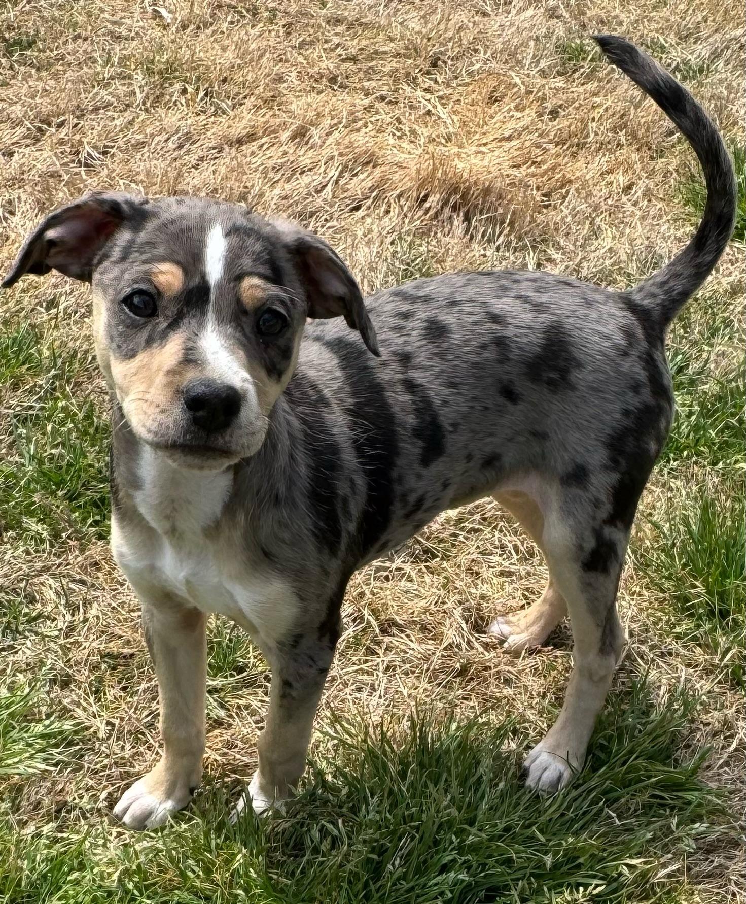 Enlarge Sprinkles, a Adoptable mixed breed in Quakertown , PA image 1/6