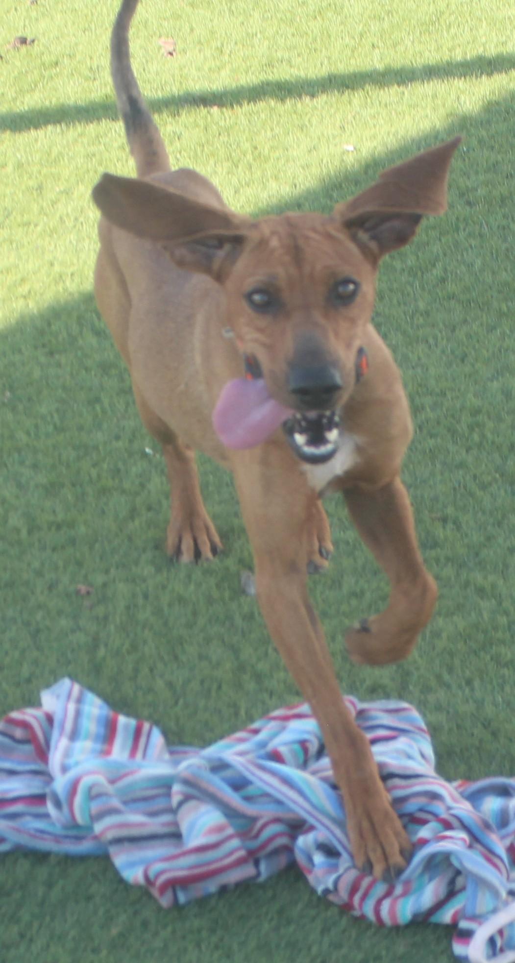 HOUND , a ADOPTABLE Coonhound in Wasco, CA image 2/6