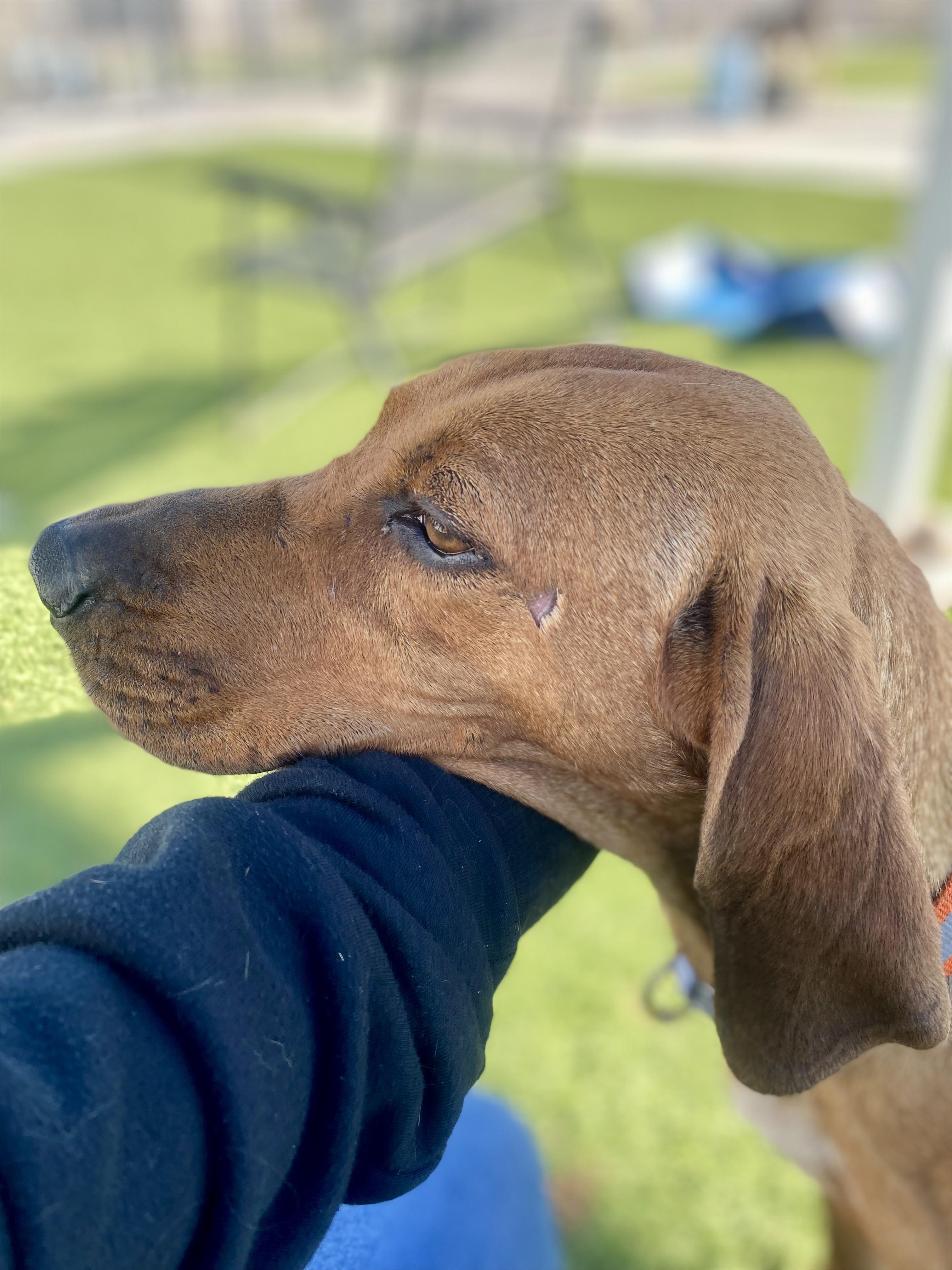 Enlarge HOUND (AVAILABLE 3/10/26), a ADOPTABLE Coonhound in Wasco, CA image 3/4