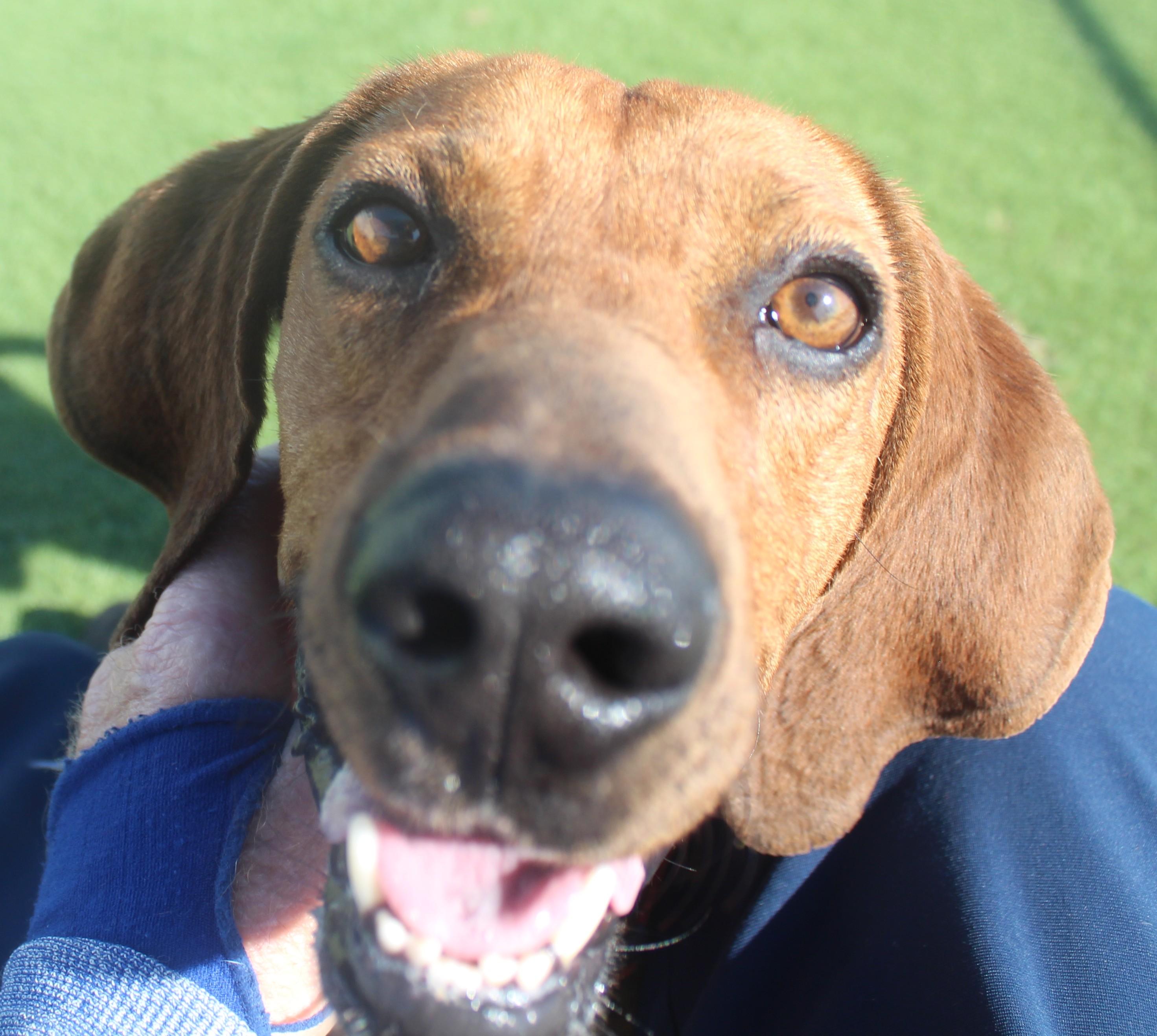 HOUND , a ADOPTABLE Coonhound in Wasco, CA image 1/6