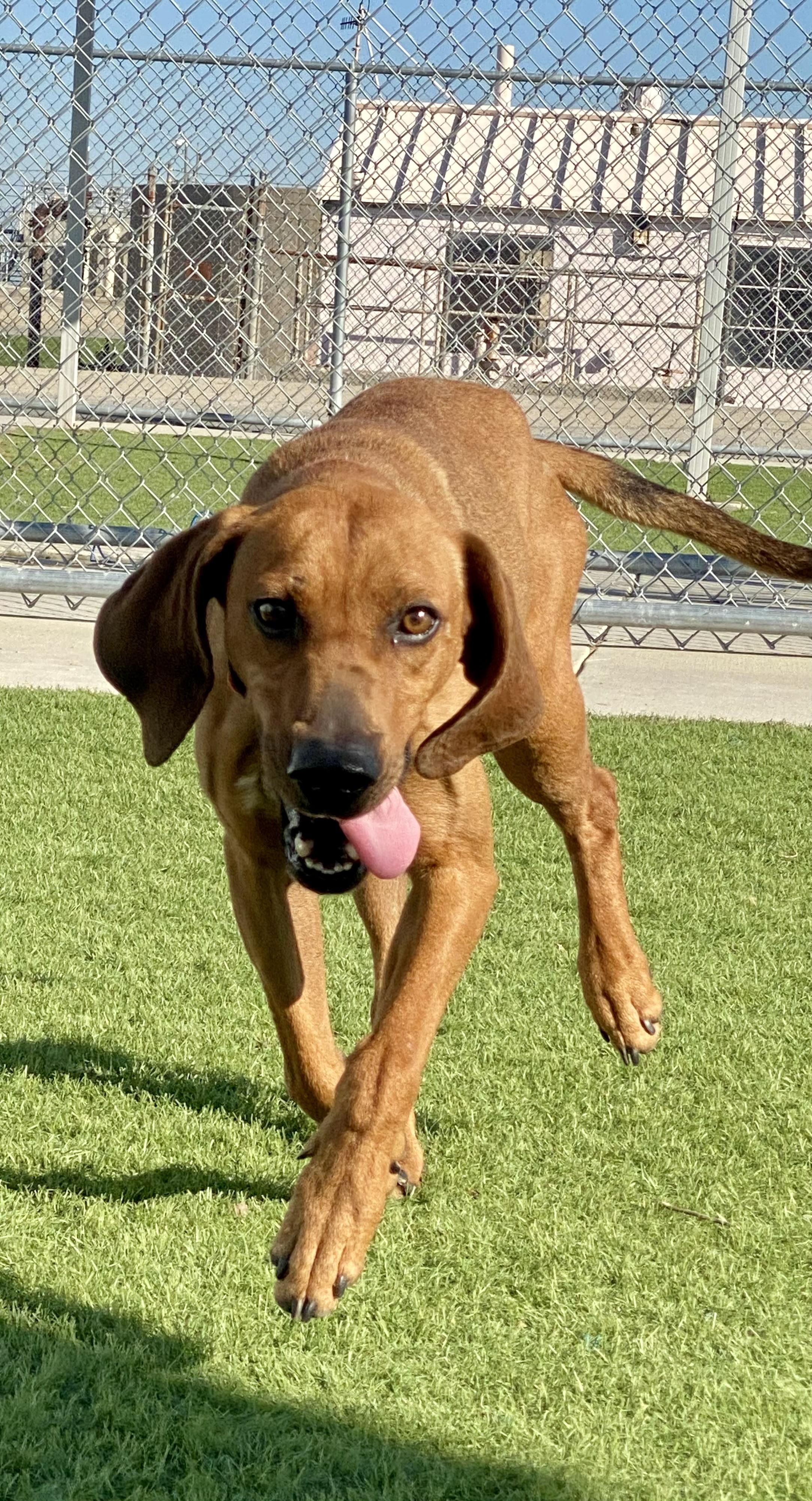 Enlarge HOUND (AVAILABLE 3/10/26), a ADOPTABLE Coonhound in Wasco, CA image 1/4