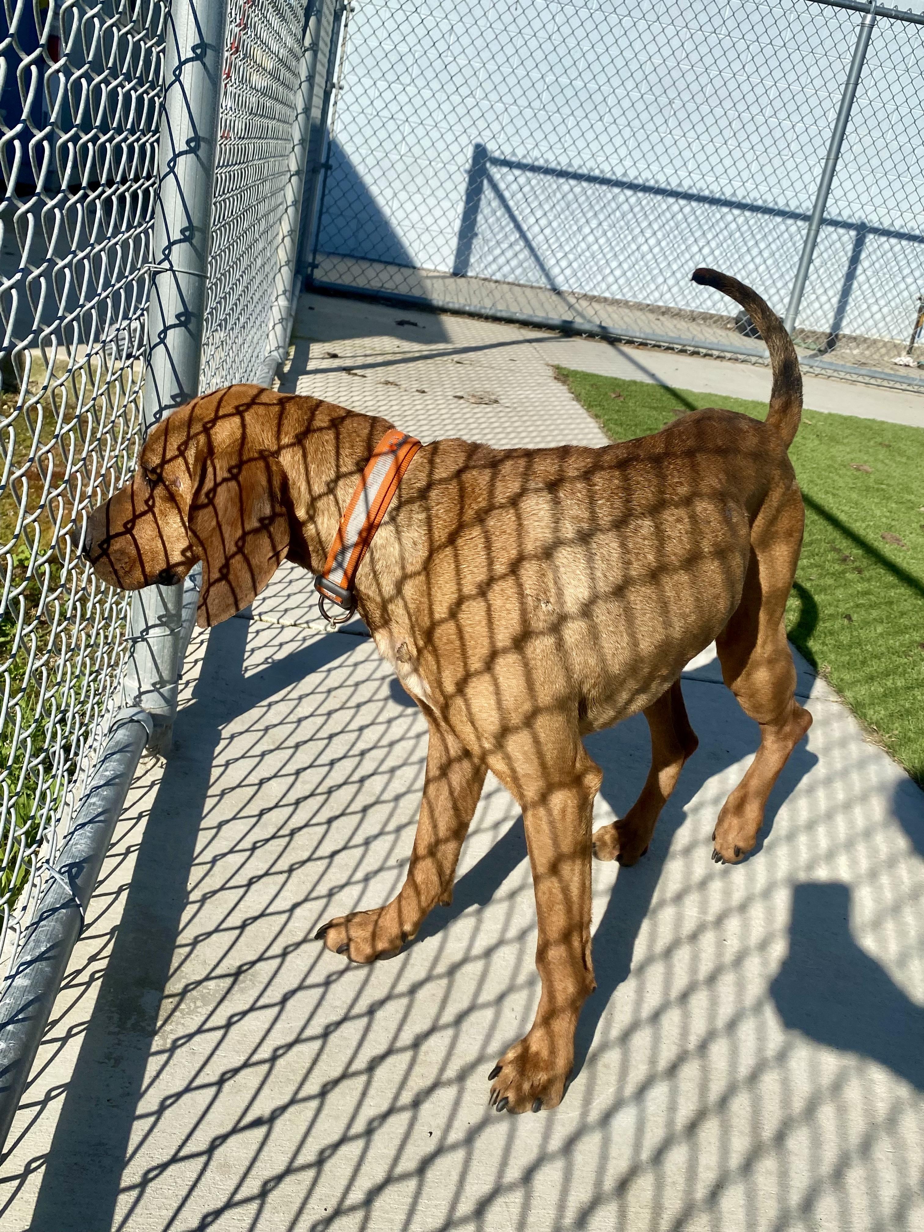Enlarge HOUND (AVAILABLE 3/10/26), a ADOPTABLE Coonhound in Wasco, CA image 2/4