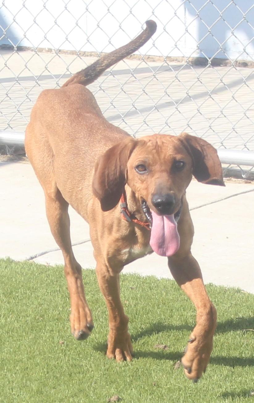 HOUND , a ADOPTABLE Coonhound in Wasco, CA image 3/6