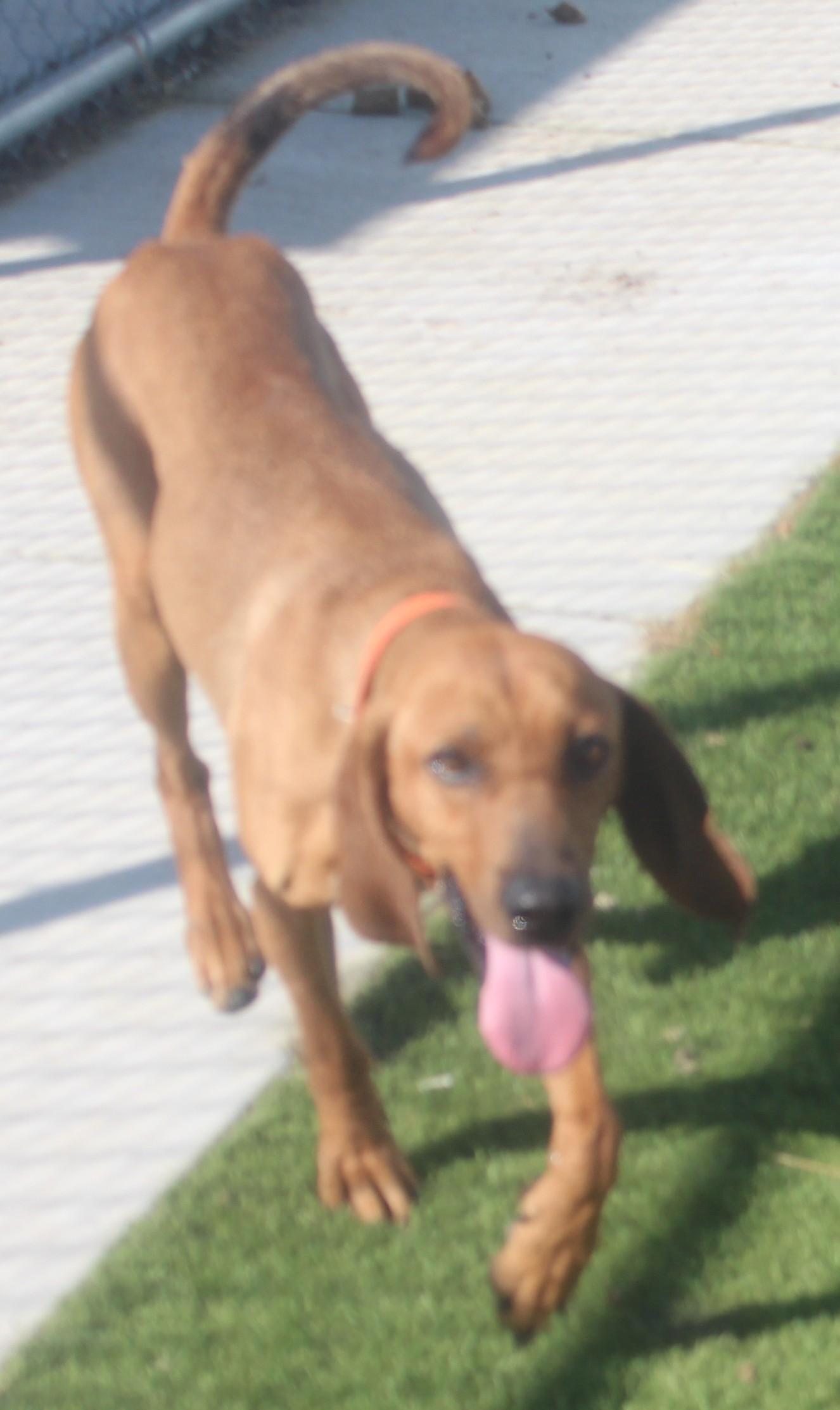 HOUND , a ADOPTABLE Coonhound in Wasco, CA image 4/6
