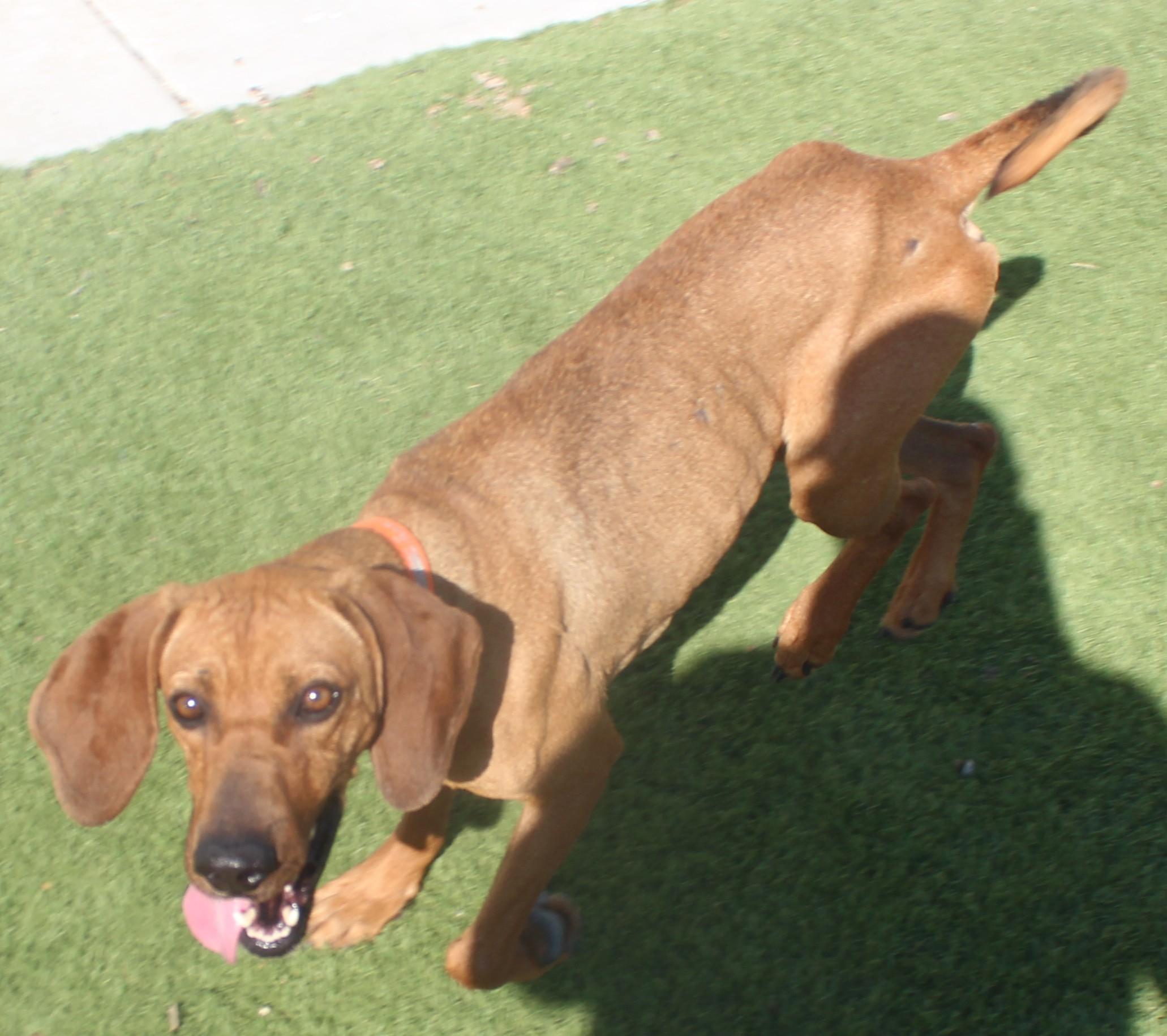 HOUND , a ADOPTABLE Coonhound in Wasco, CA image 5/6