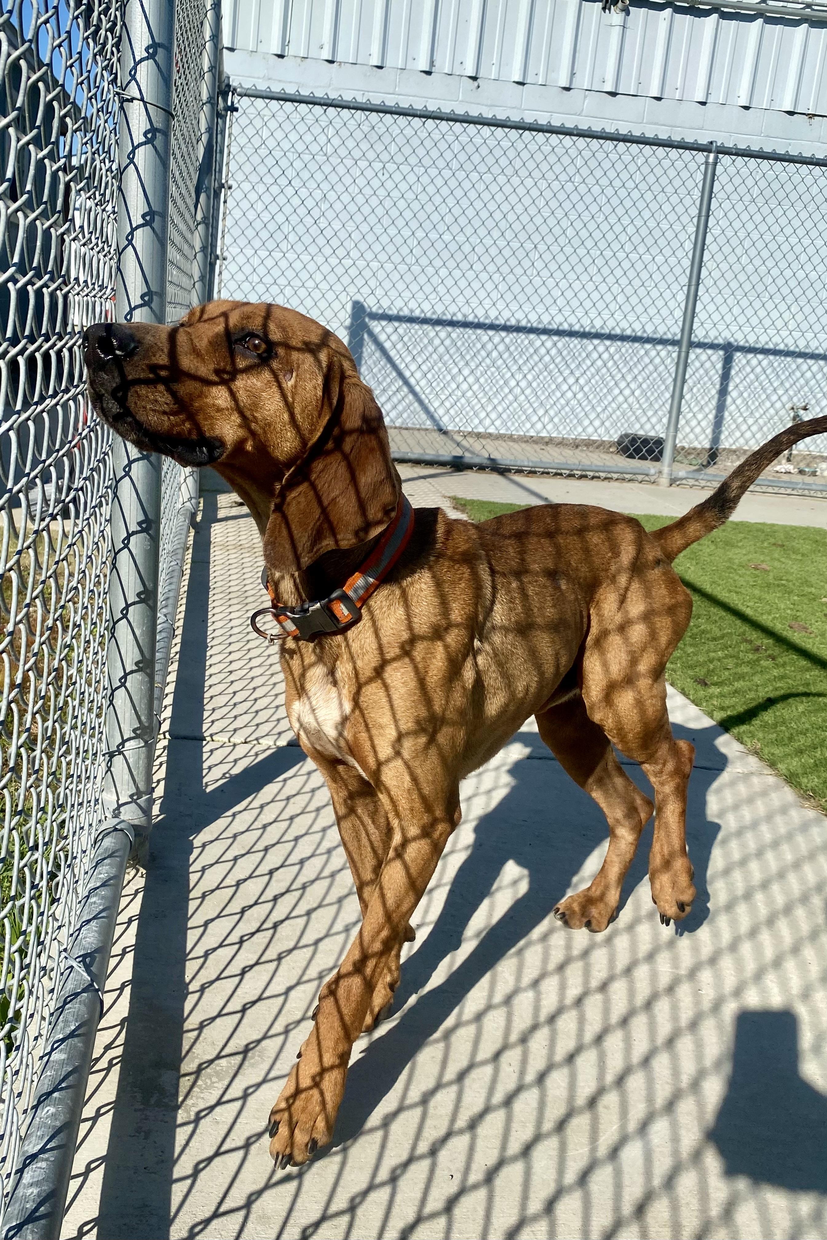 Enlarge HOUND (AVAILABLE 3/10/26), a ADOPTABLE Coonhound in Wasco, CA image 4/4