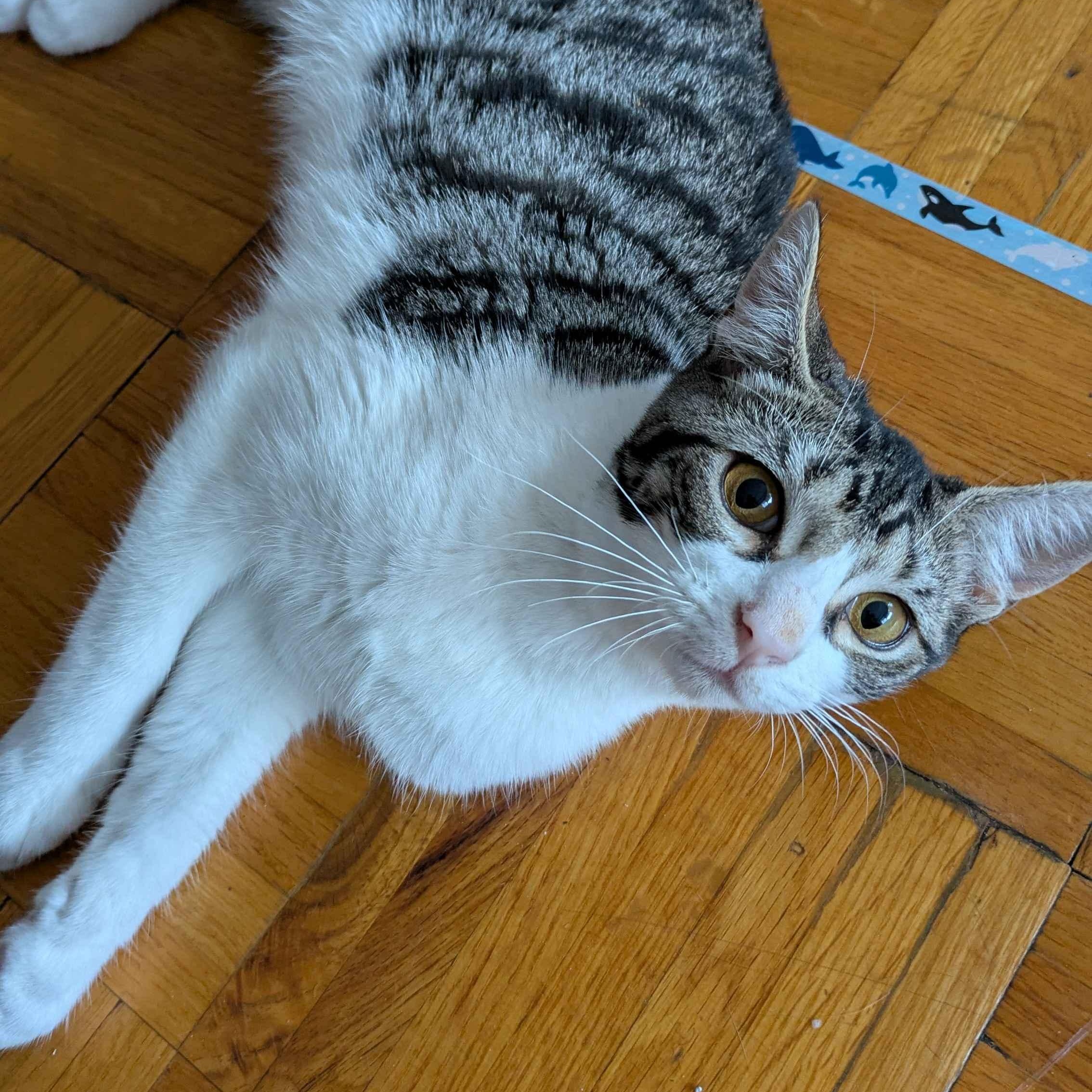 Sparky, Adoptable, Kitten Female Domestic Short Hair.