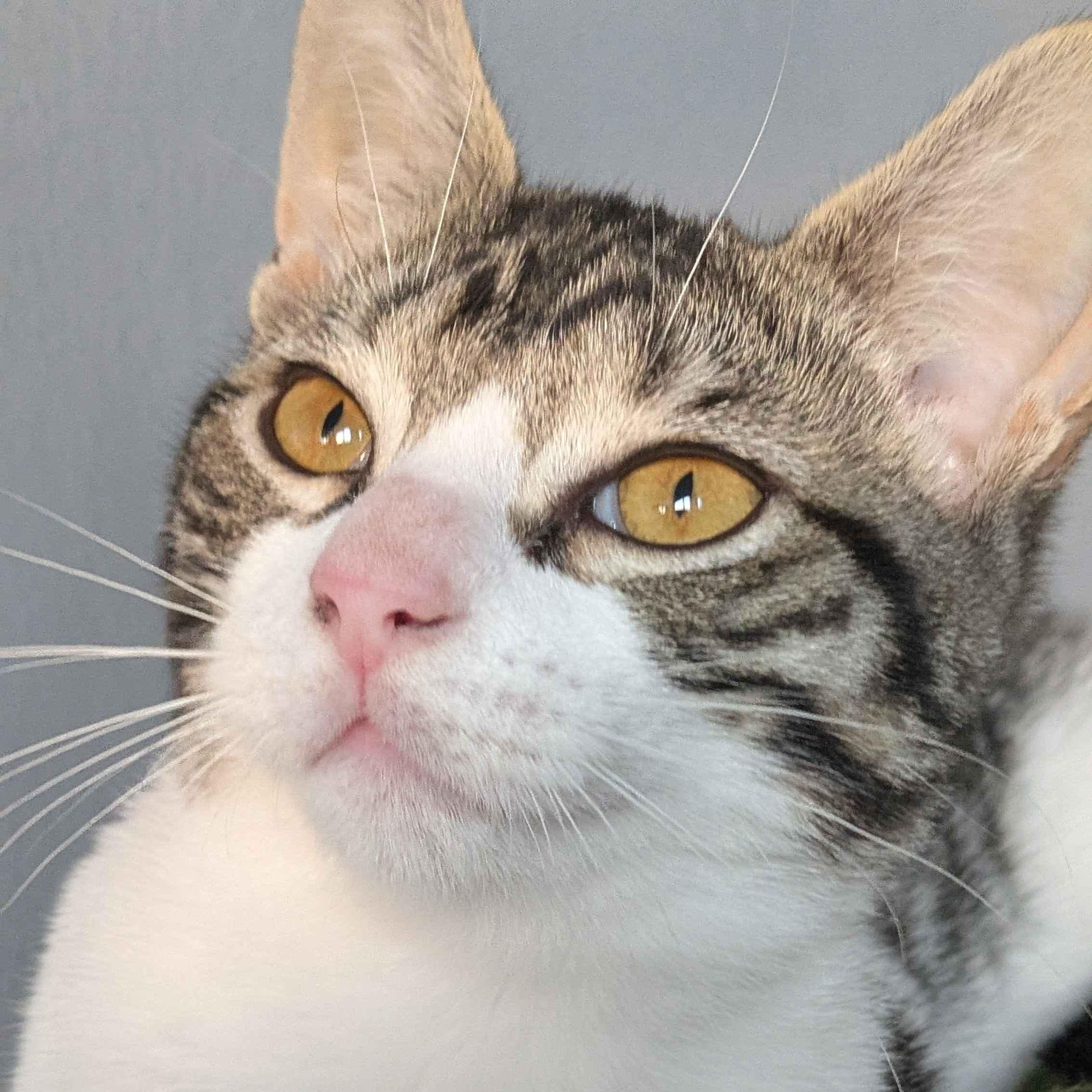 Sparky, a Adoptable Domestic Short Hair in Weehawken, NJ image 2/6