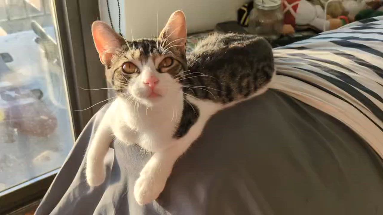 Enlarge Sparky, a Adoptable Domestic Short Hair in Weehawken, NJ video 5/6