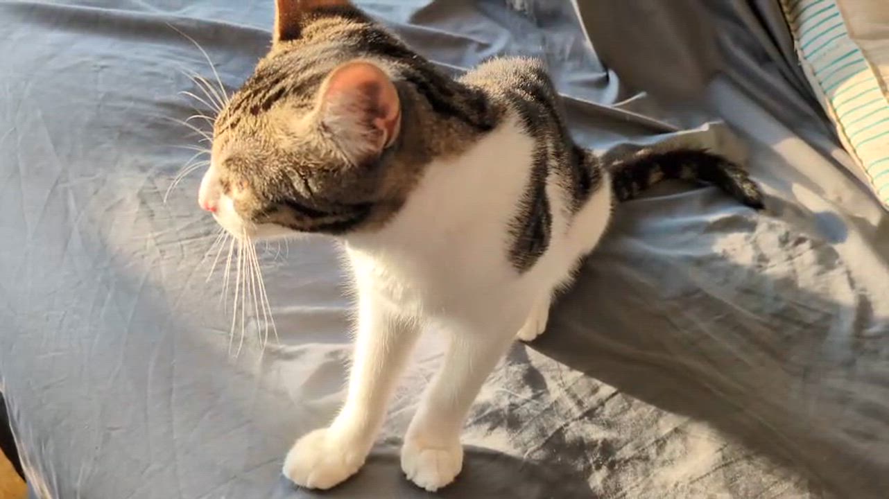 Enlarge Sparky, a Adoptable Domestic Short Hair in Weehawken, NJ video 6/6
