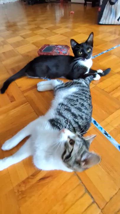 Enlarge Sparky, a Adoptable Domestic Short Hair in Weehawken, NJ video 3/6