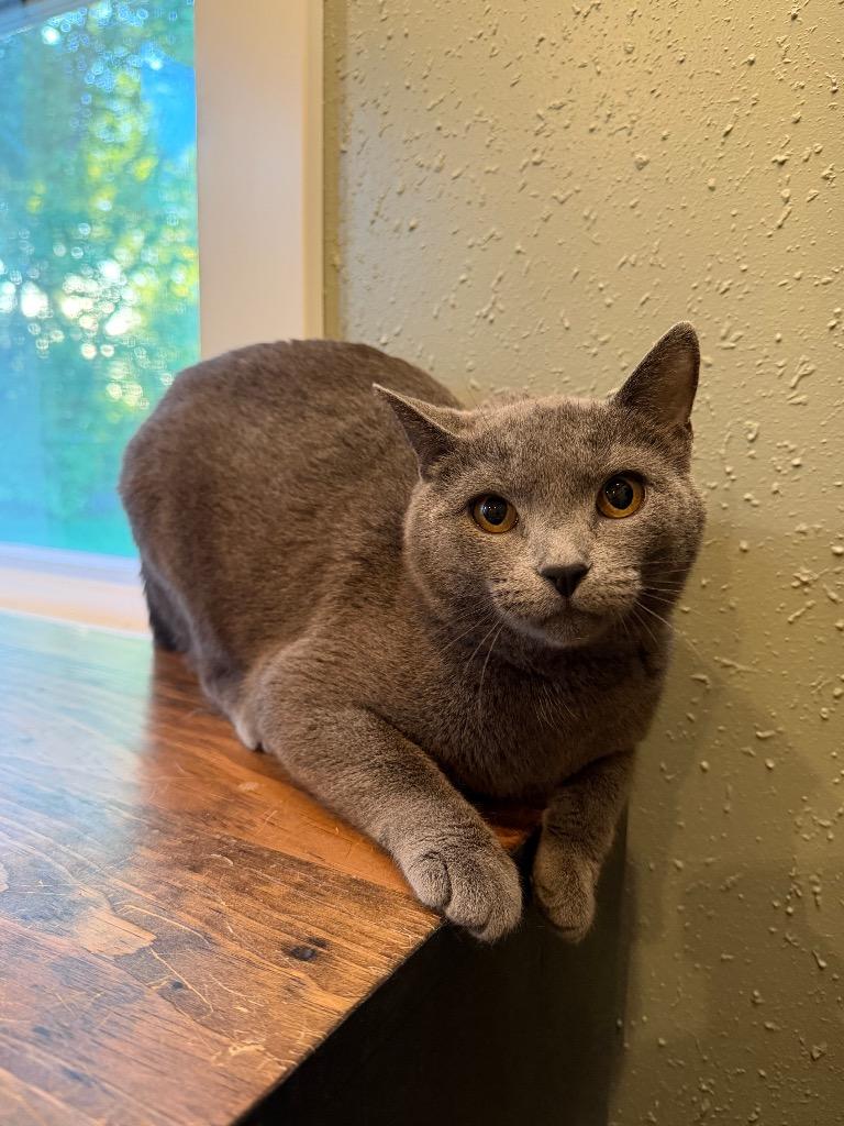 Gwendolyn, Adoptable, Young Female Domestic Short Hair.