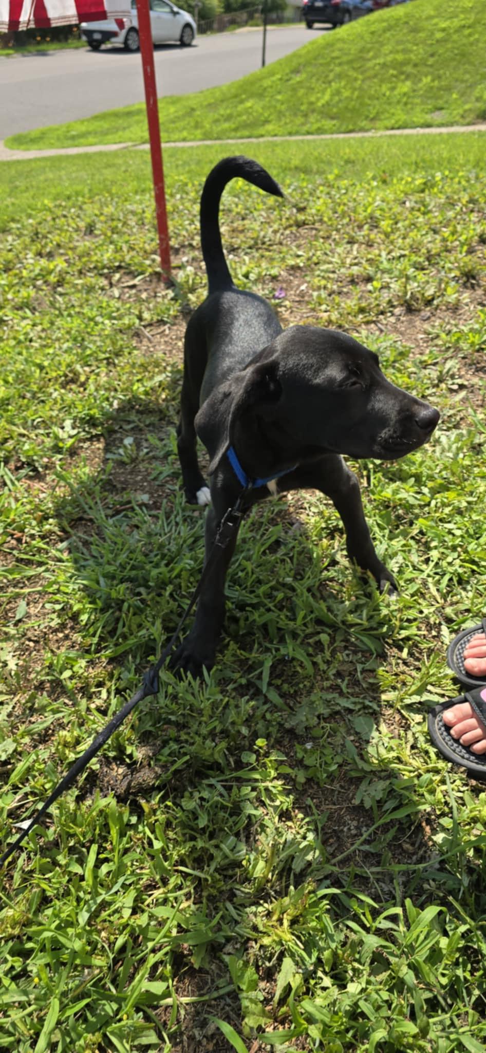 Rex, Baby Male Coonhound