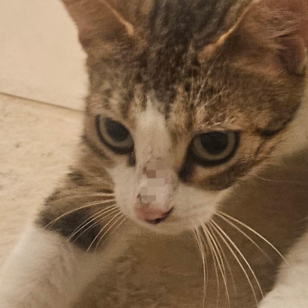 Sally Ann, Adoptable, Adult Female Domestic Short Hair & Domestic Short Hair.