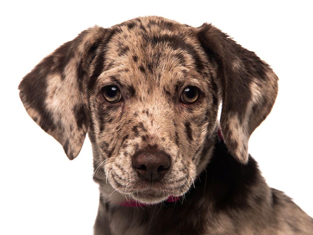 Shae, ADOPTABLE, Puppy Female Catahoula Leopard Dog & Labrador Retriever.