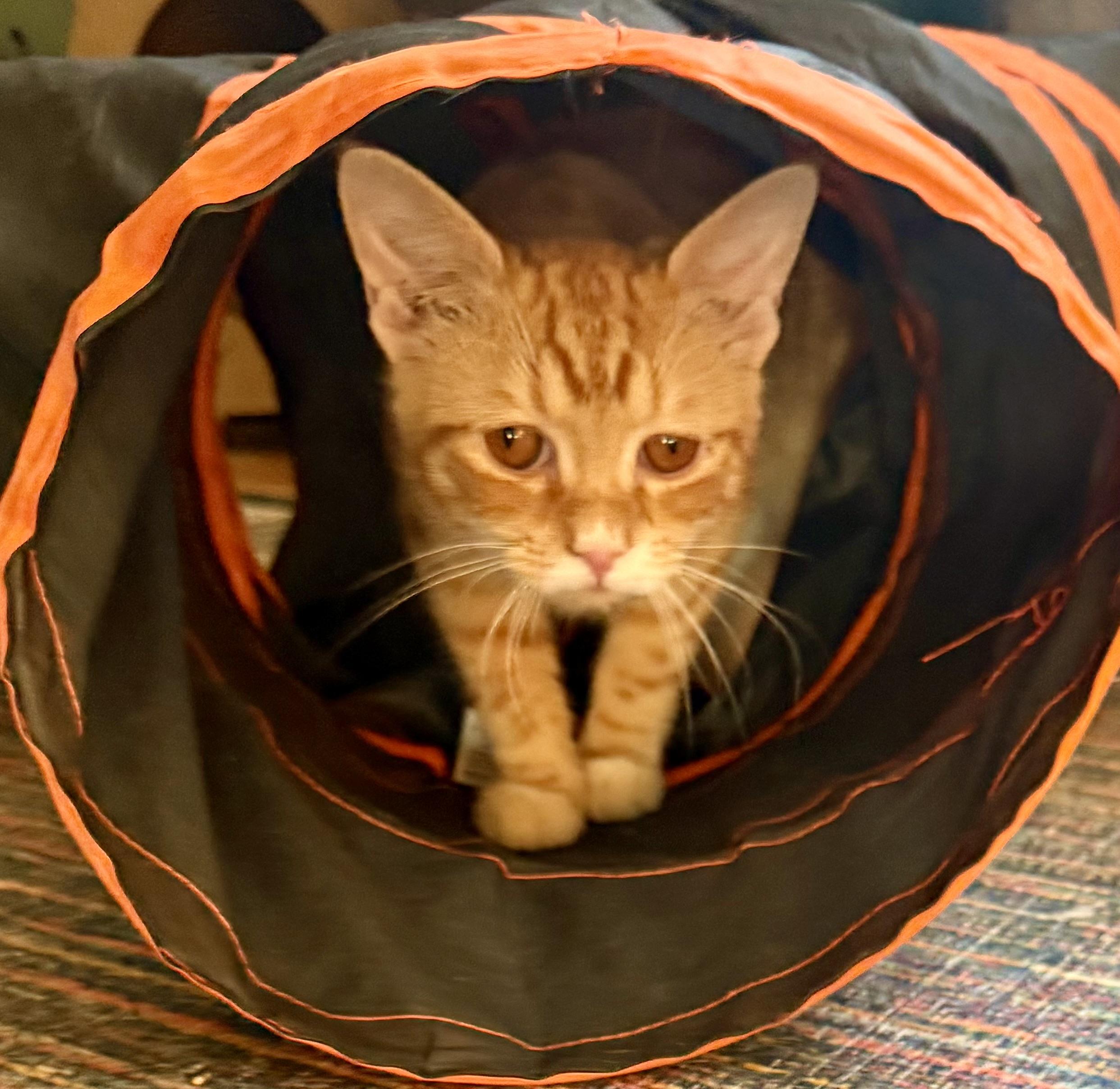 Loki, an adopted mixed breed in Woodbridge, VA image 1/6