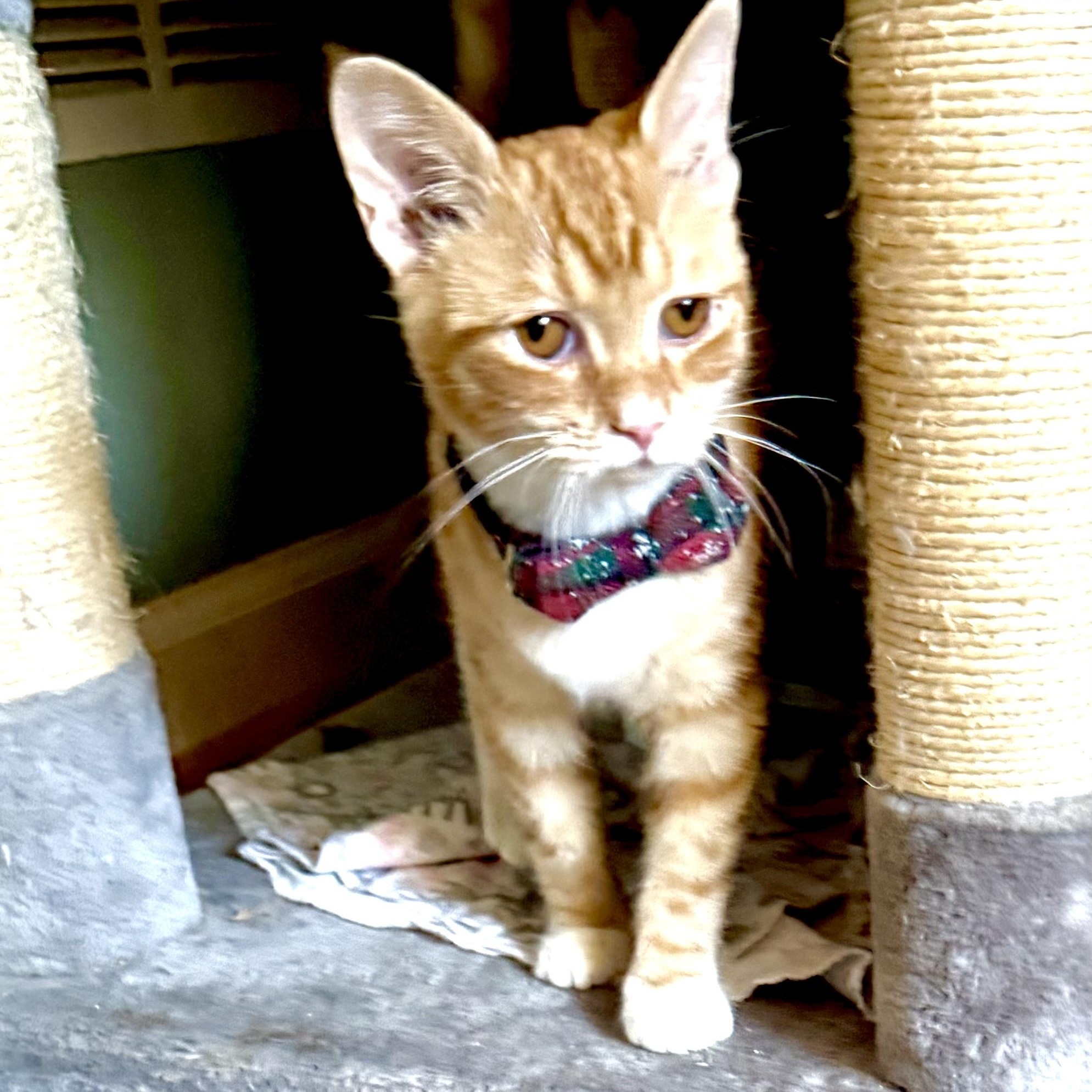 Loki, an adopted mixed breed in Woodbridge, VA image 2/6