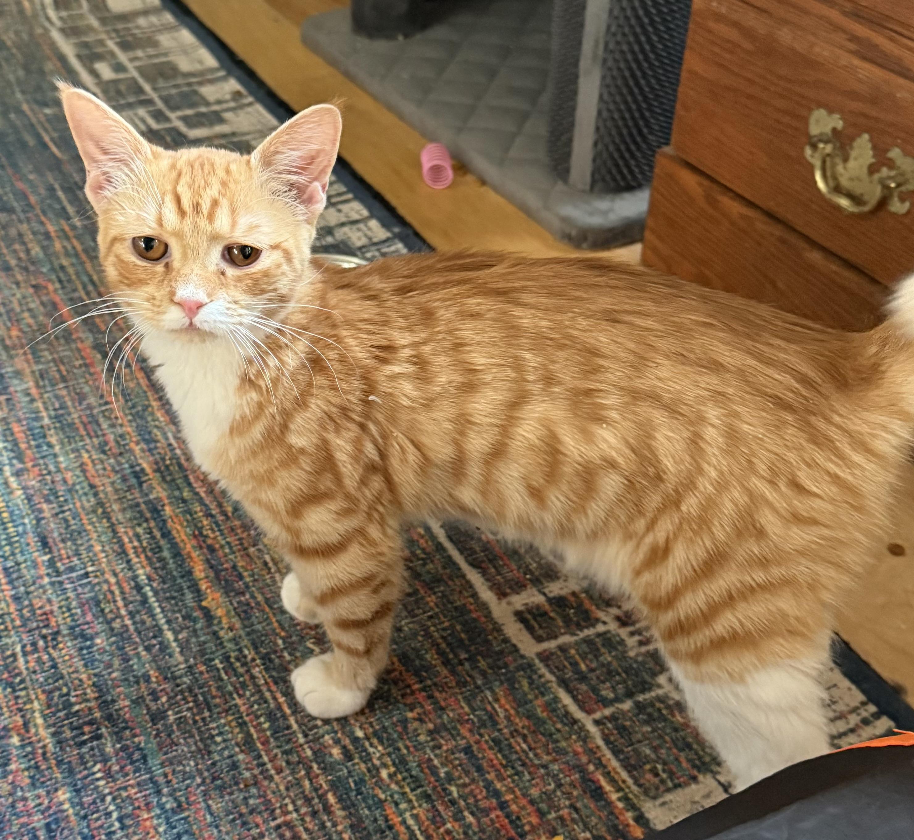 Loki, an adopted mixed breed in Woodbridge, VA image 3/6