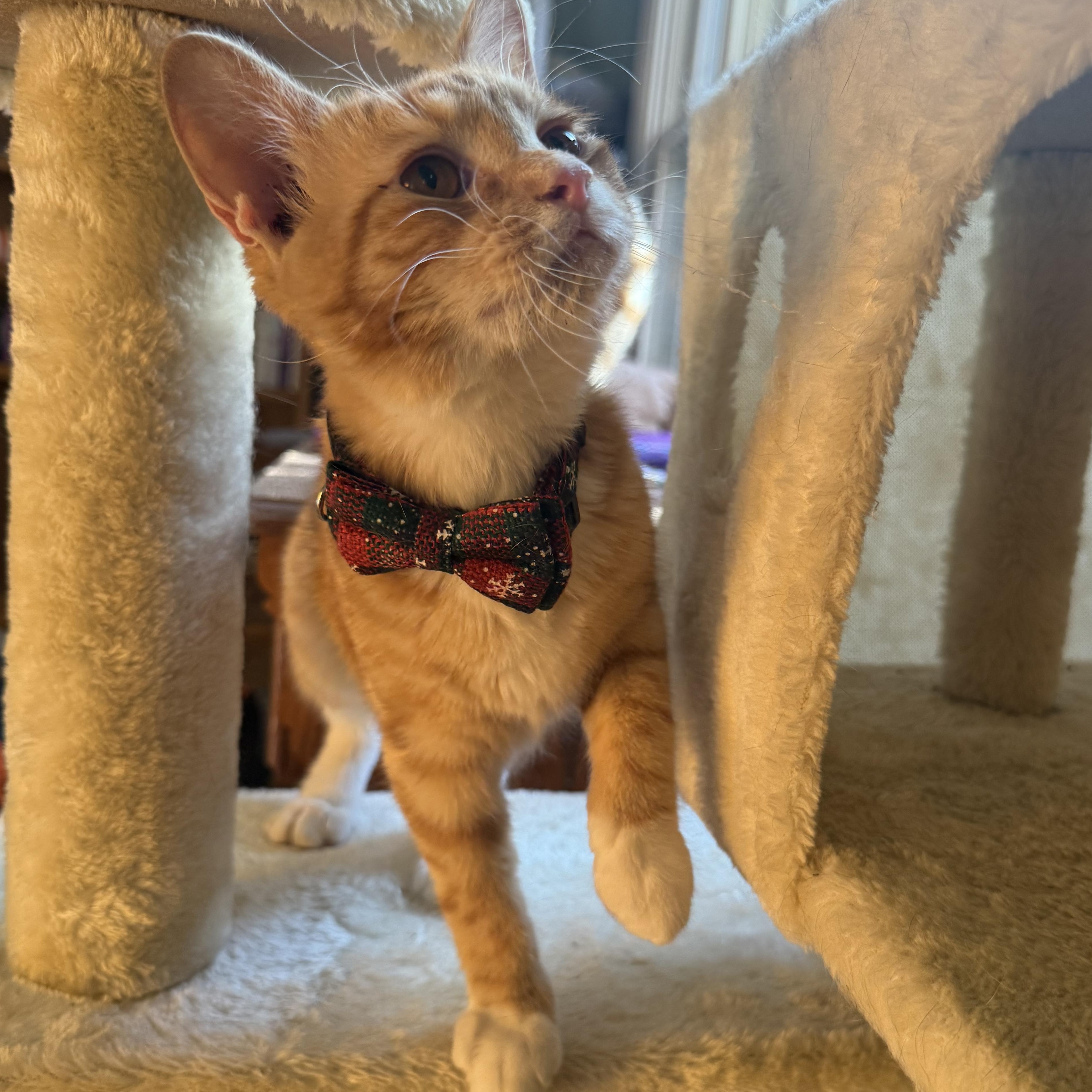 Loki, an adopted mixed breed in Woodbridge, VA image 4/6