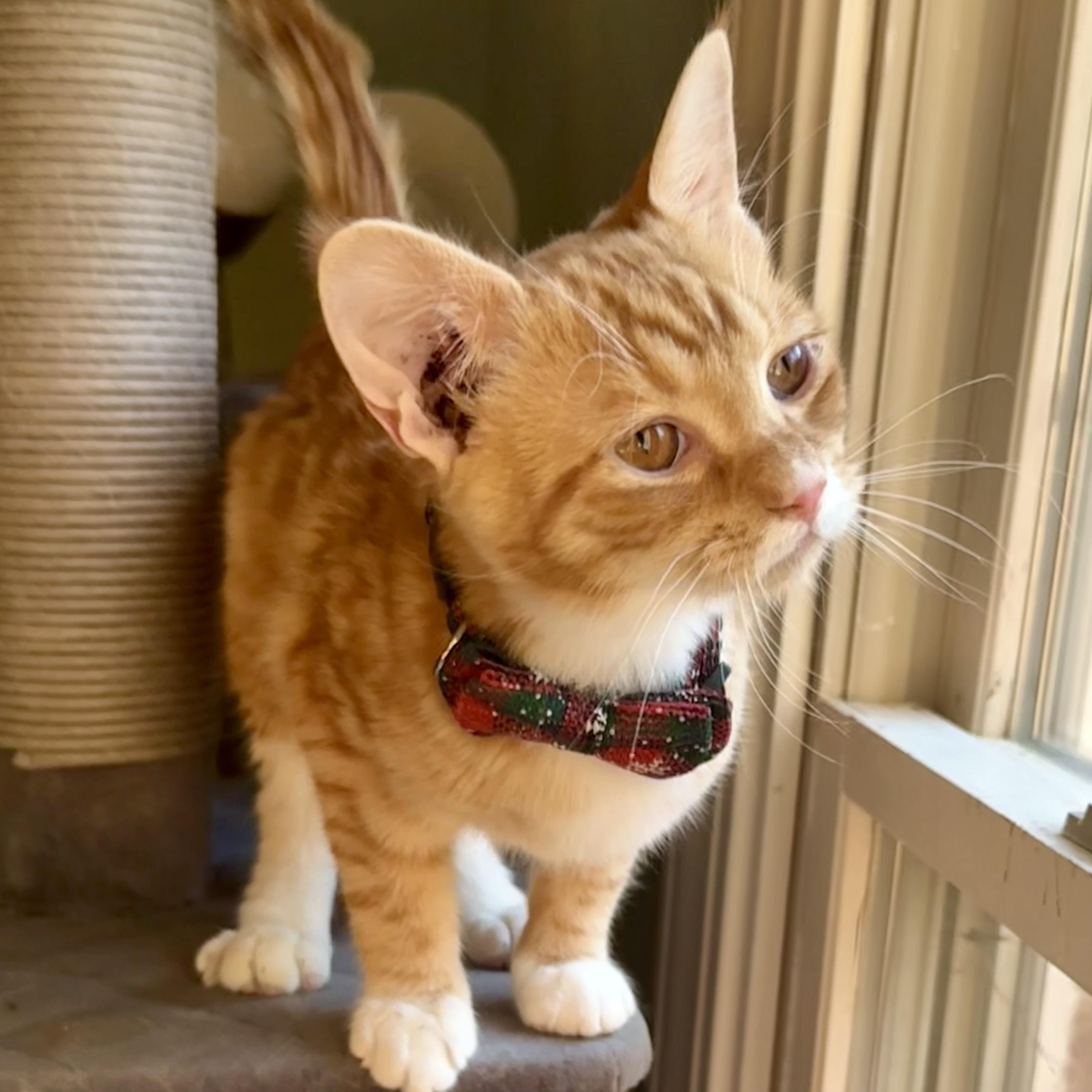 Loki, an adopted mixed breed in Woodbridge, VA image 5/6