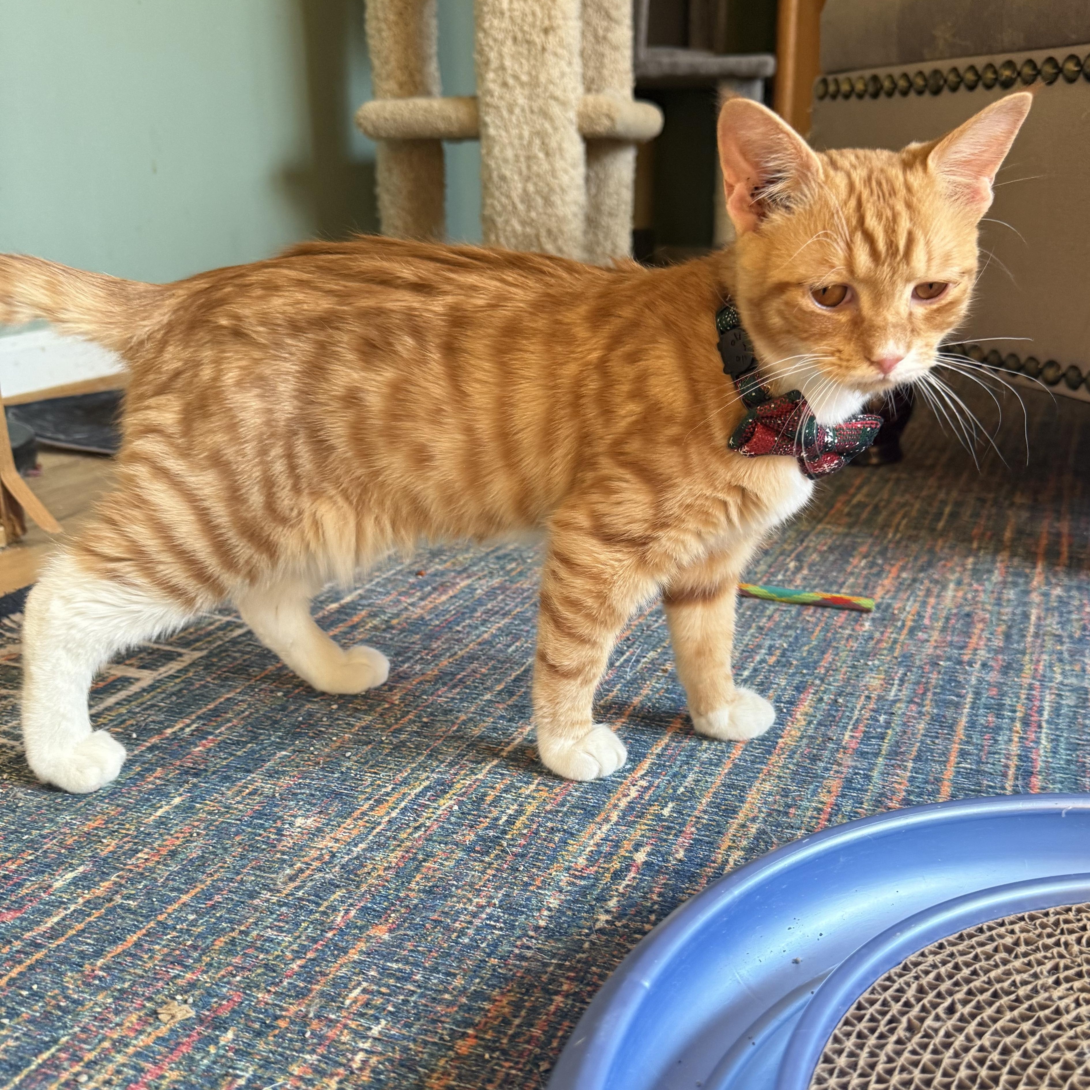 Loki, an adopted mixed breed in Woodbridge, VA image 6/6