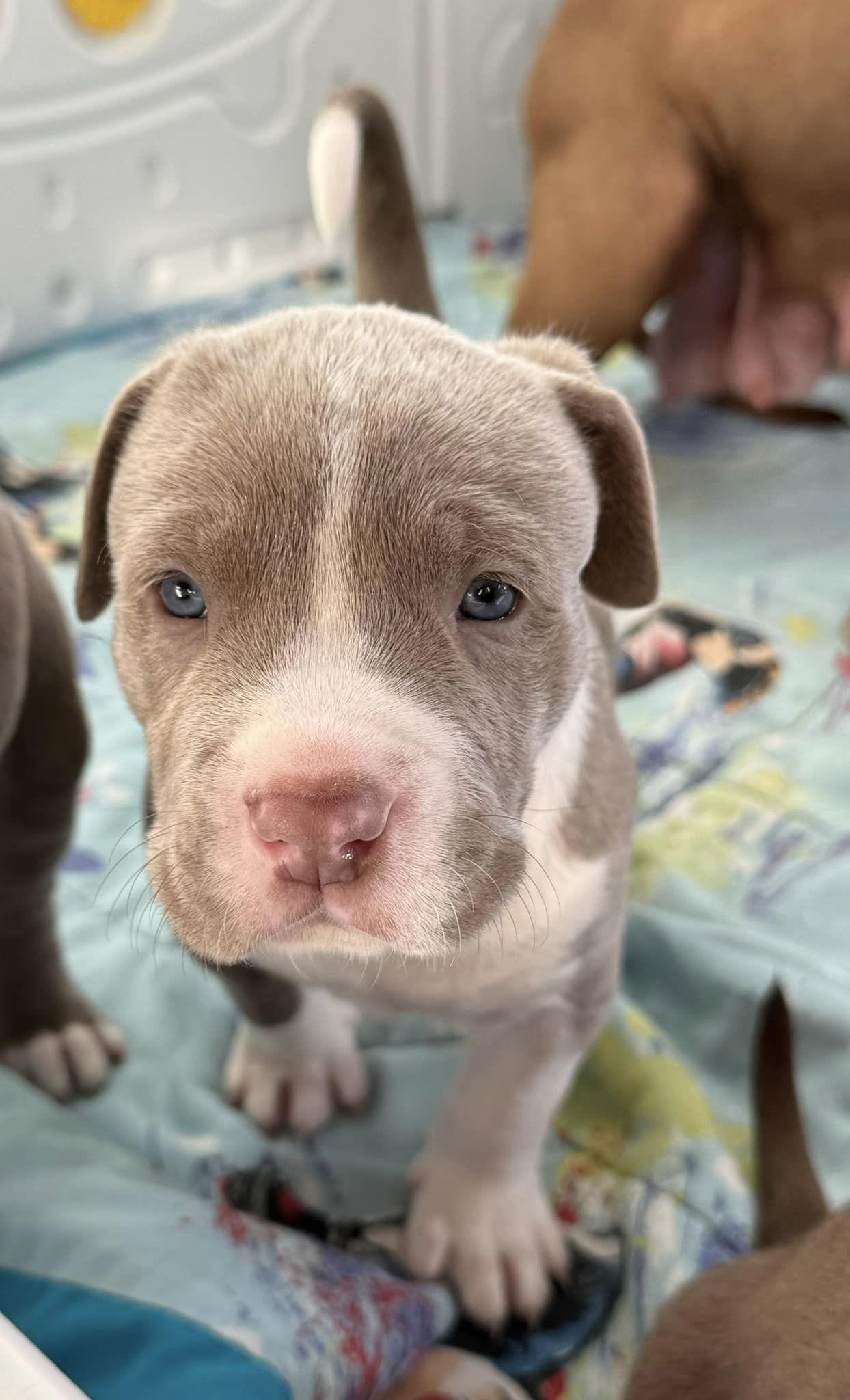 Everest-Ripley, Adopted, Puppy Male American Staffordshire Terrier & Pit Bull Terrier.