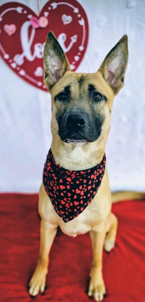 NYX, Adoptable, Young Male Belgian Shepherd / Malinois.