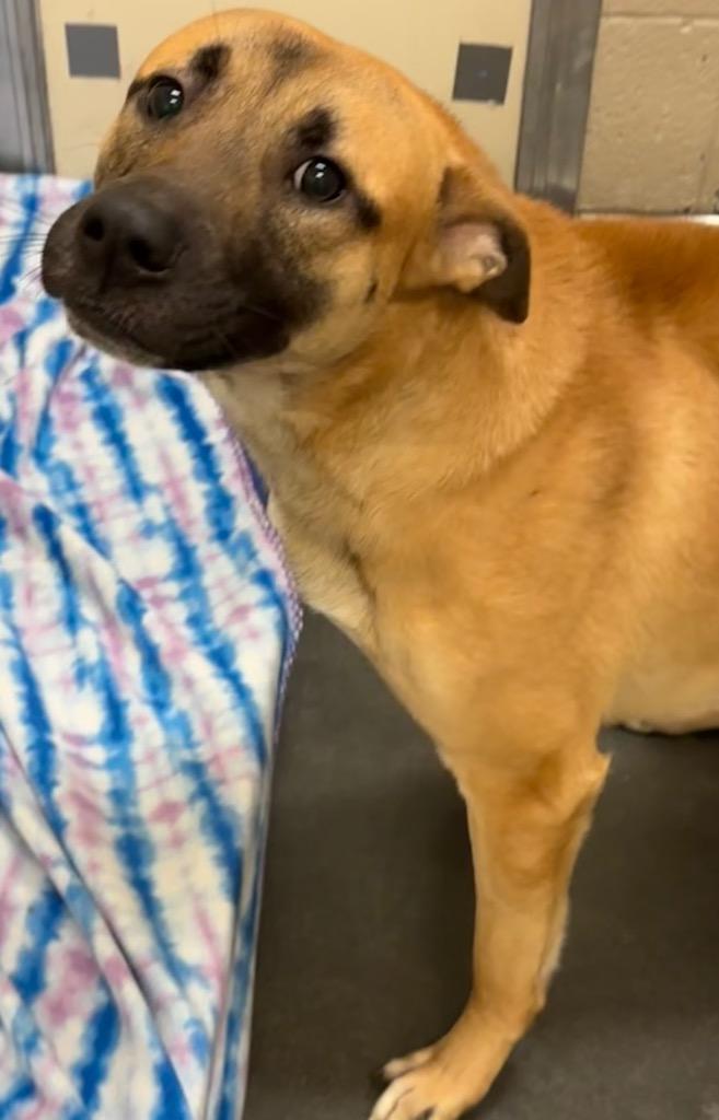Enlarge NYX, a Adoptable Belgian Shepherd / Malinois in Elizabethton, TN image 2/3