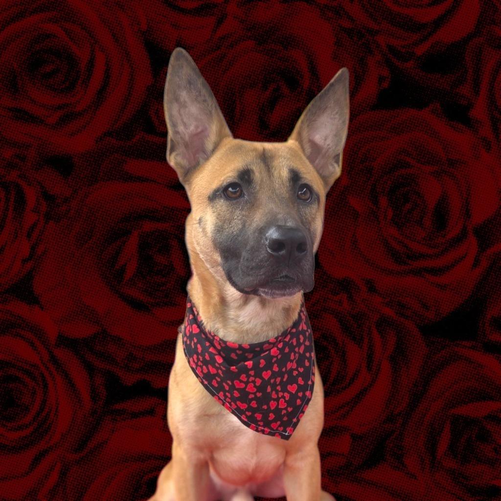 Enlarge NYX, a Adoptable Belgian Shepherd / Malinois in Elizabethton, TN image 3/3